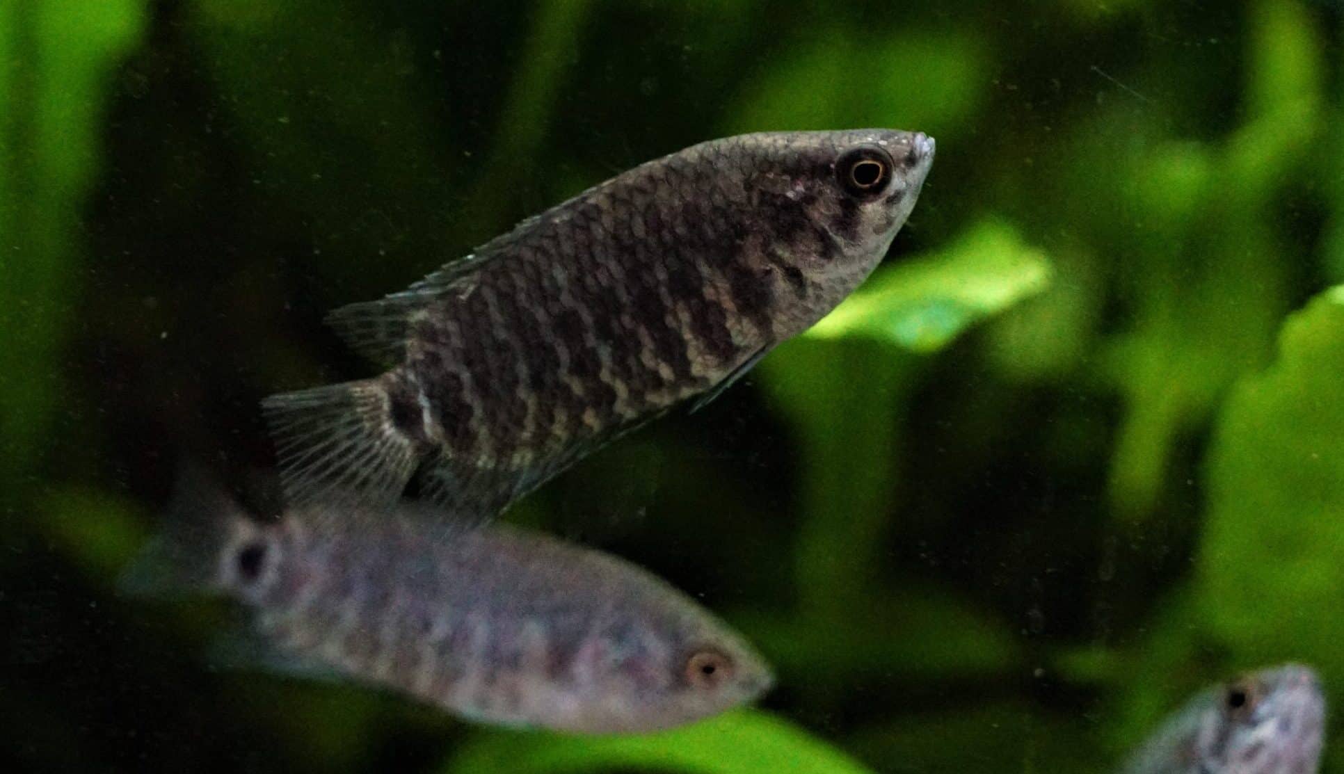 Blauer Buschfisch (2)