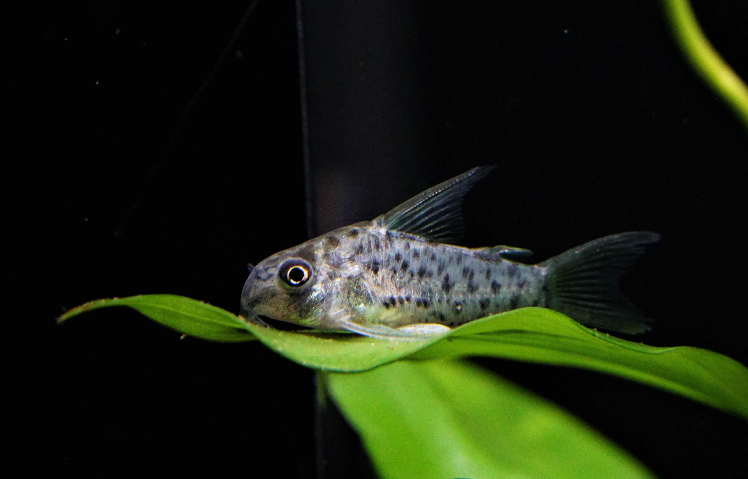 Corydoras lorentoensis (1)