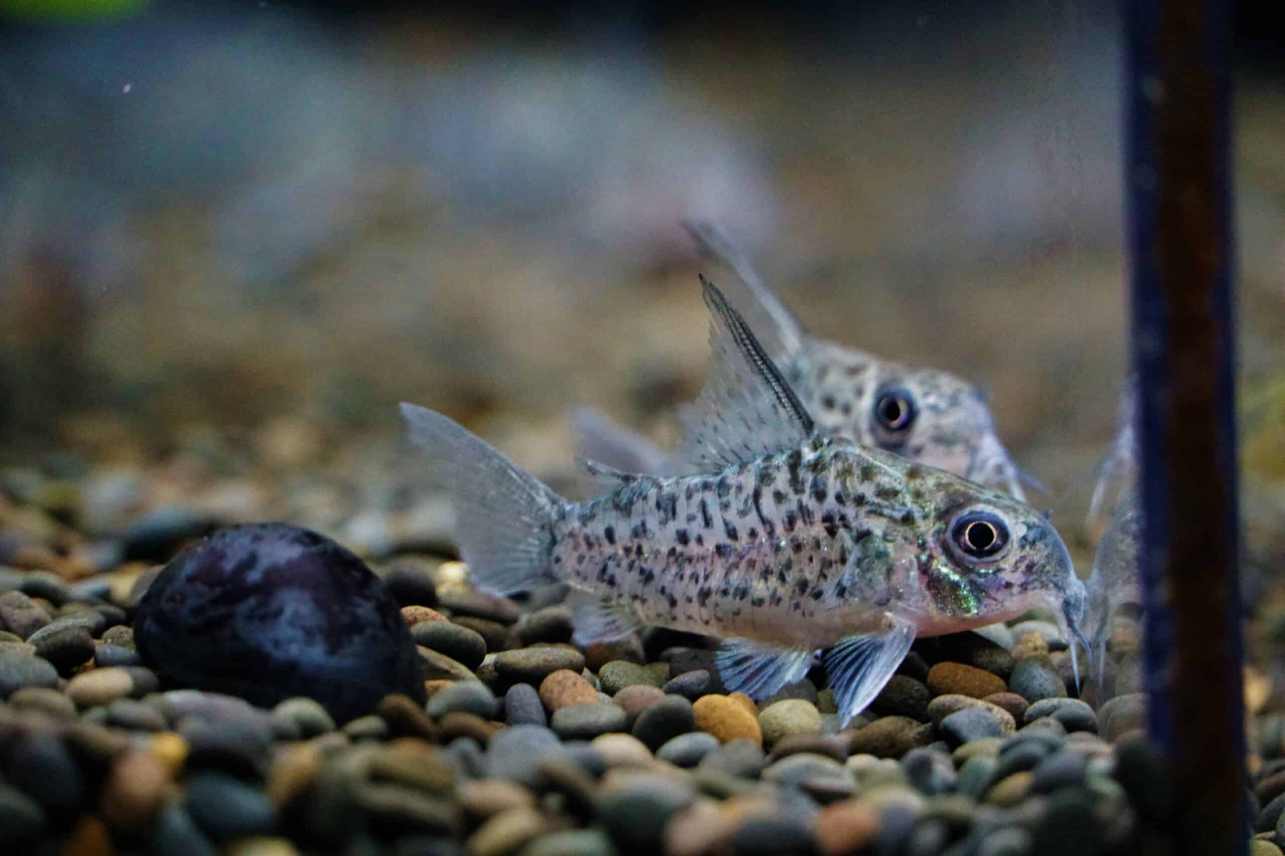 Corydoras lorentoensis (6)
