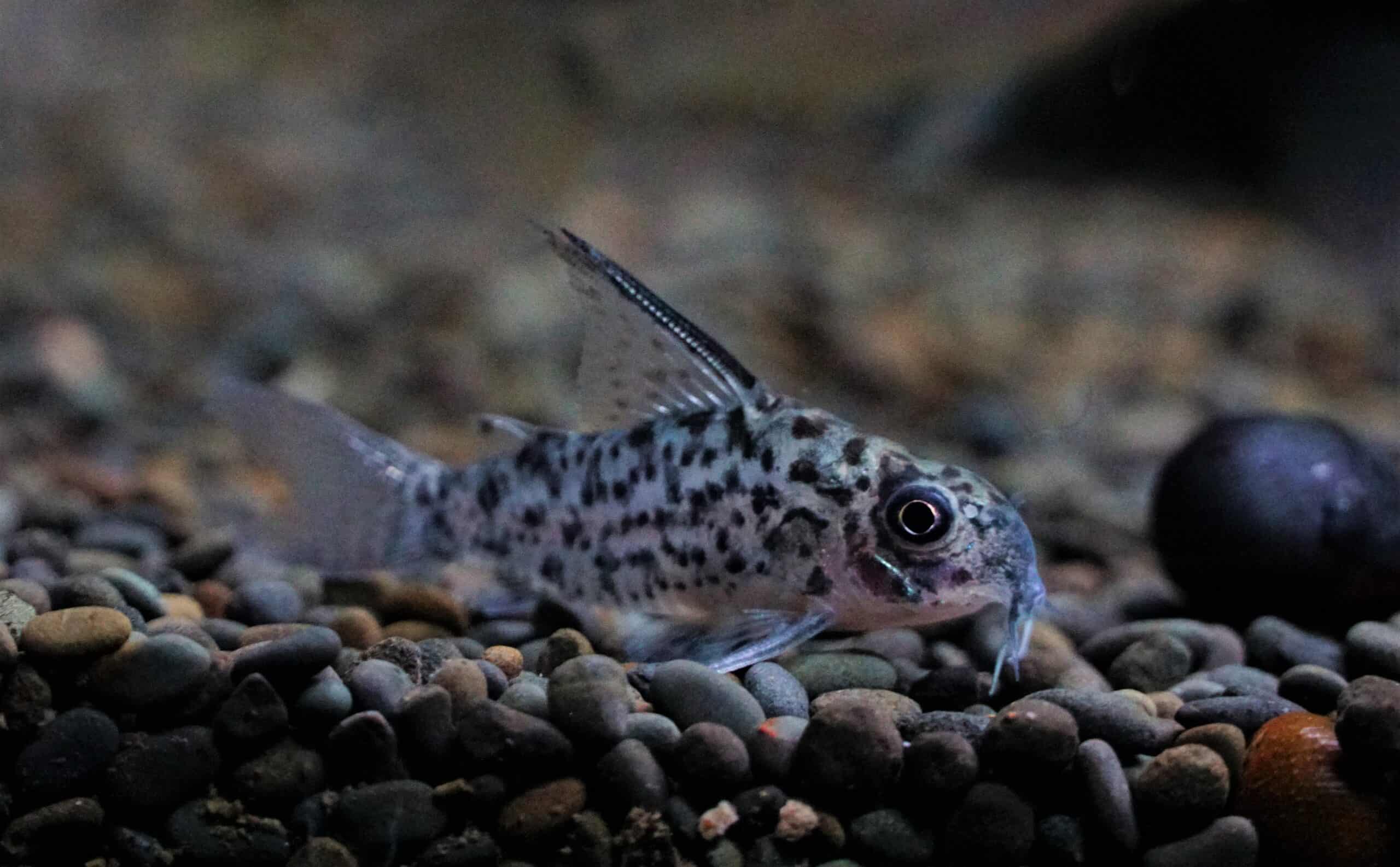 Corydoras lorentoensis (7)