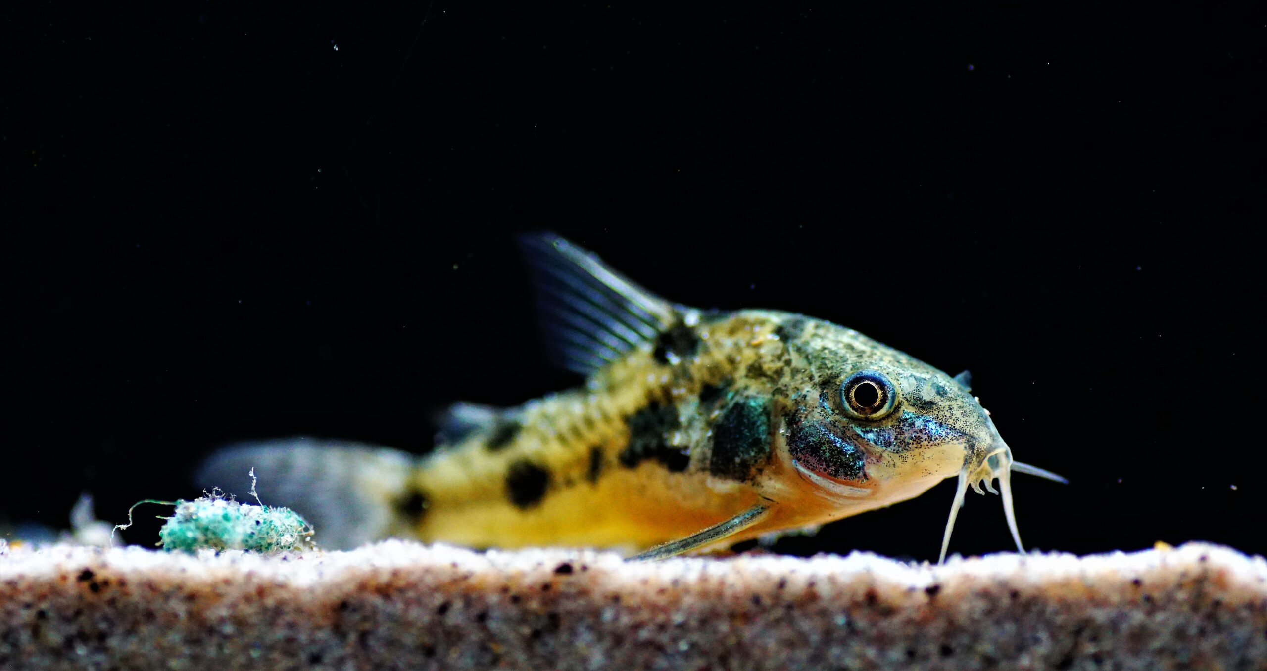 Corydoras plateatus (1)