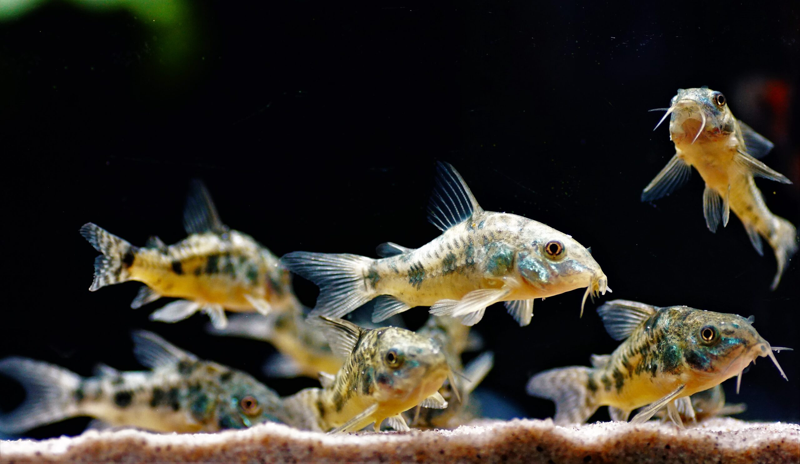 Corydoras plateatus (2)