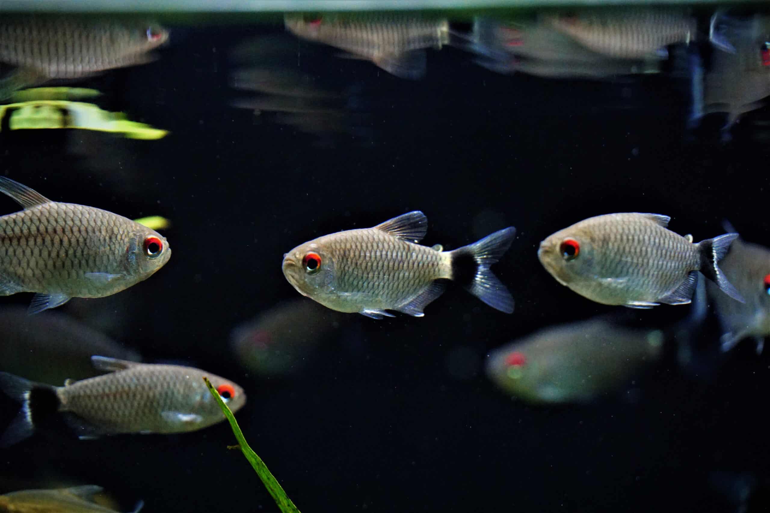 Rotaugen Moenkhausia (1)