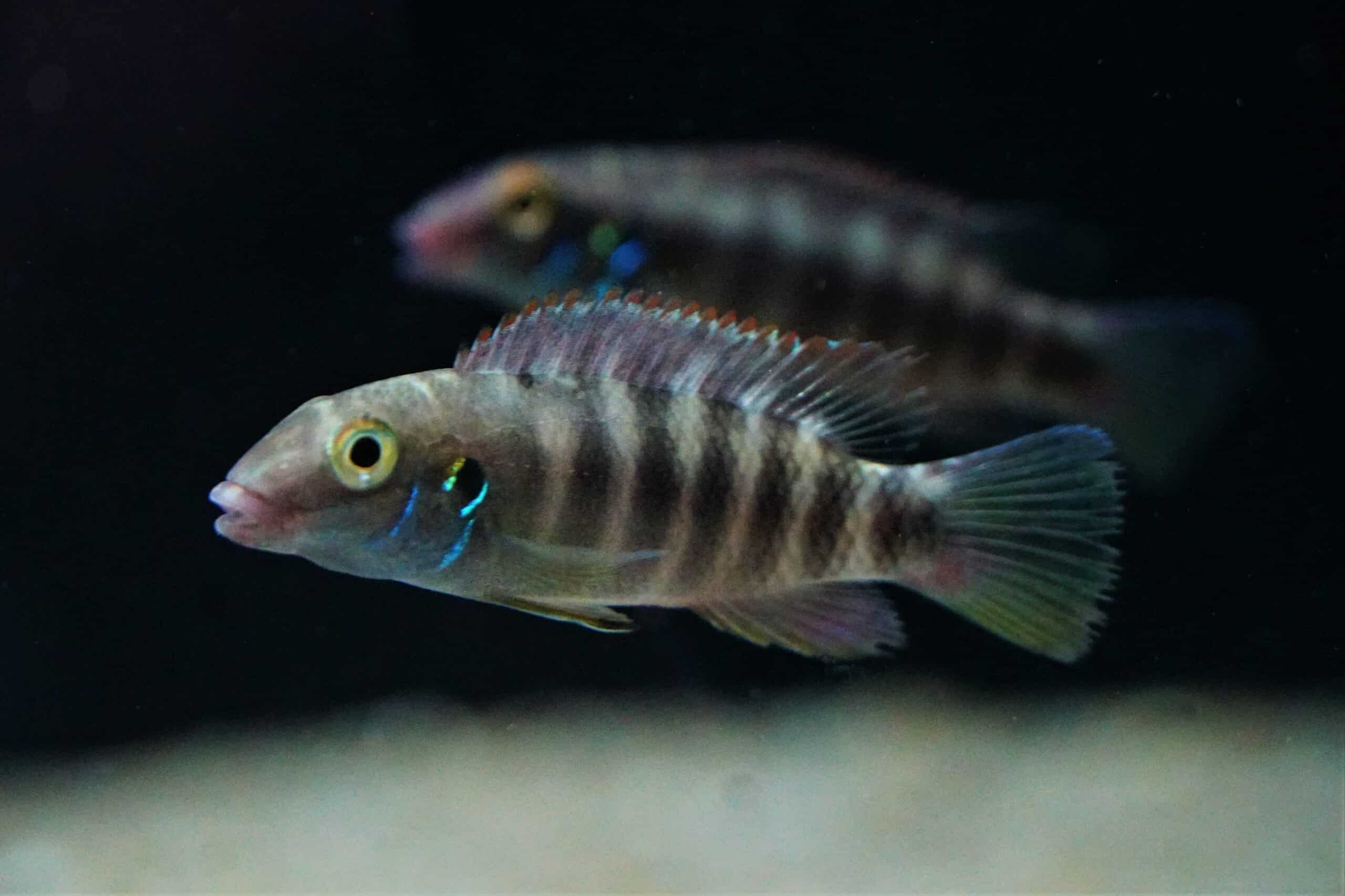 Walaceochromis Rubrolabiatus (1)
