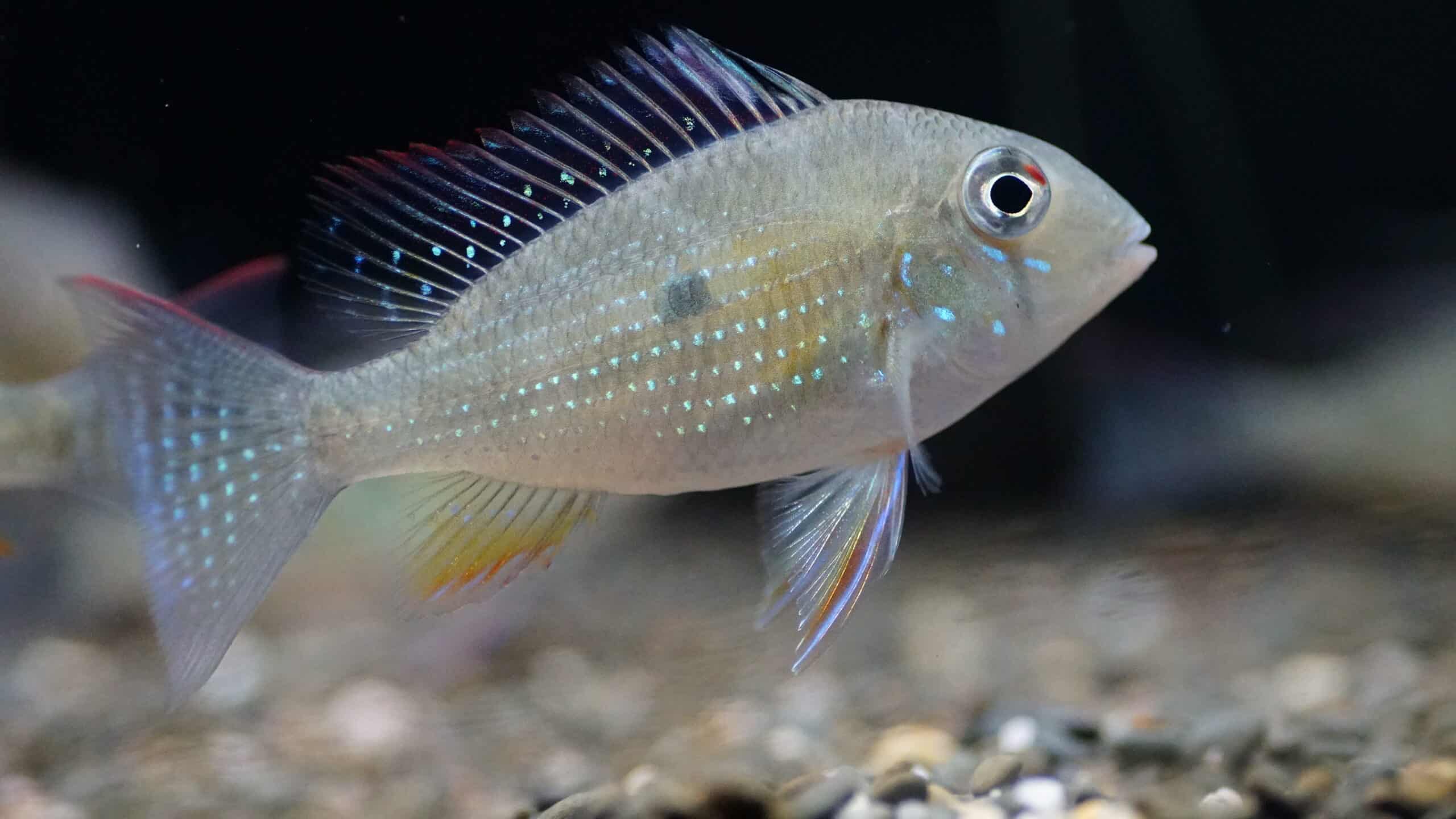 acarichthys heckelii (2)