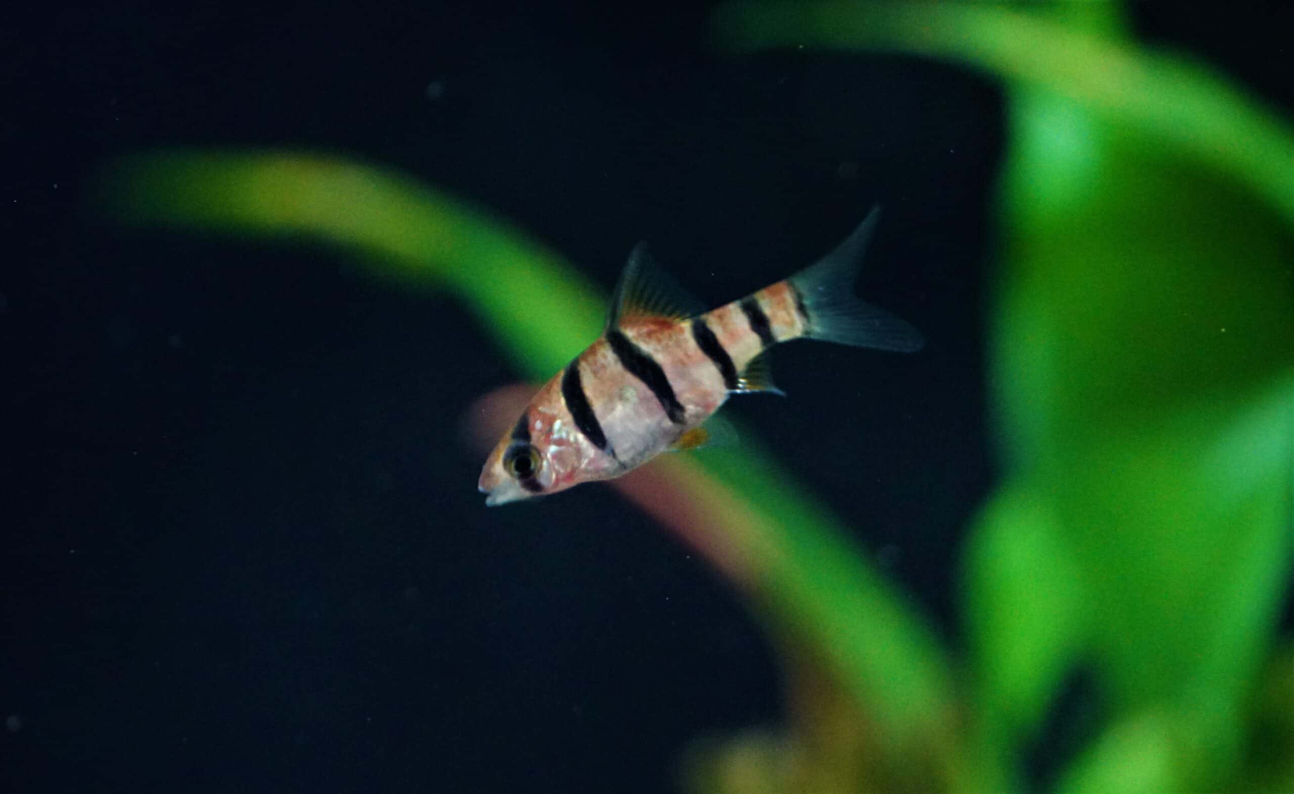 desmopuntius hexazona