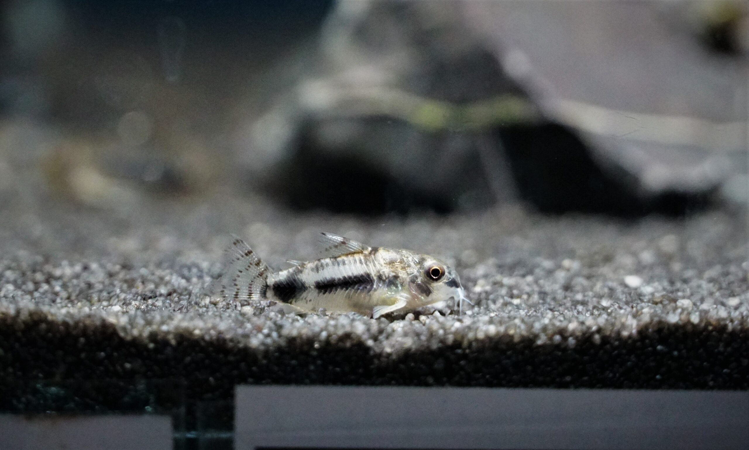 Corydoras Habrosus (2)