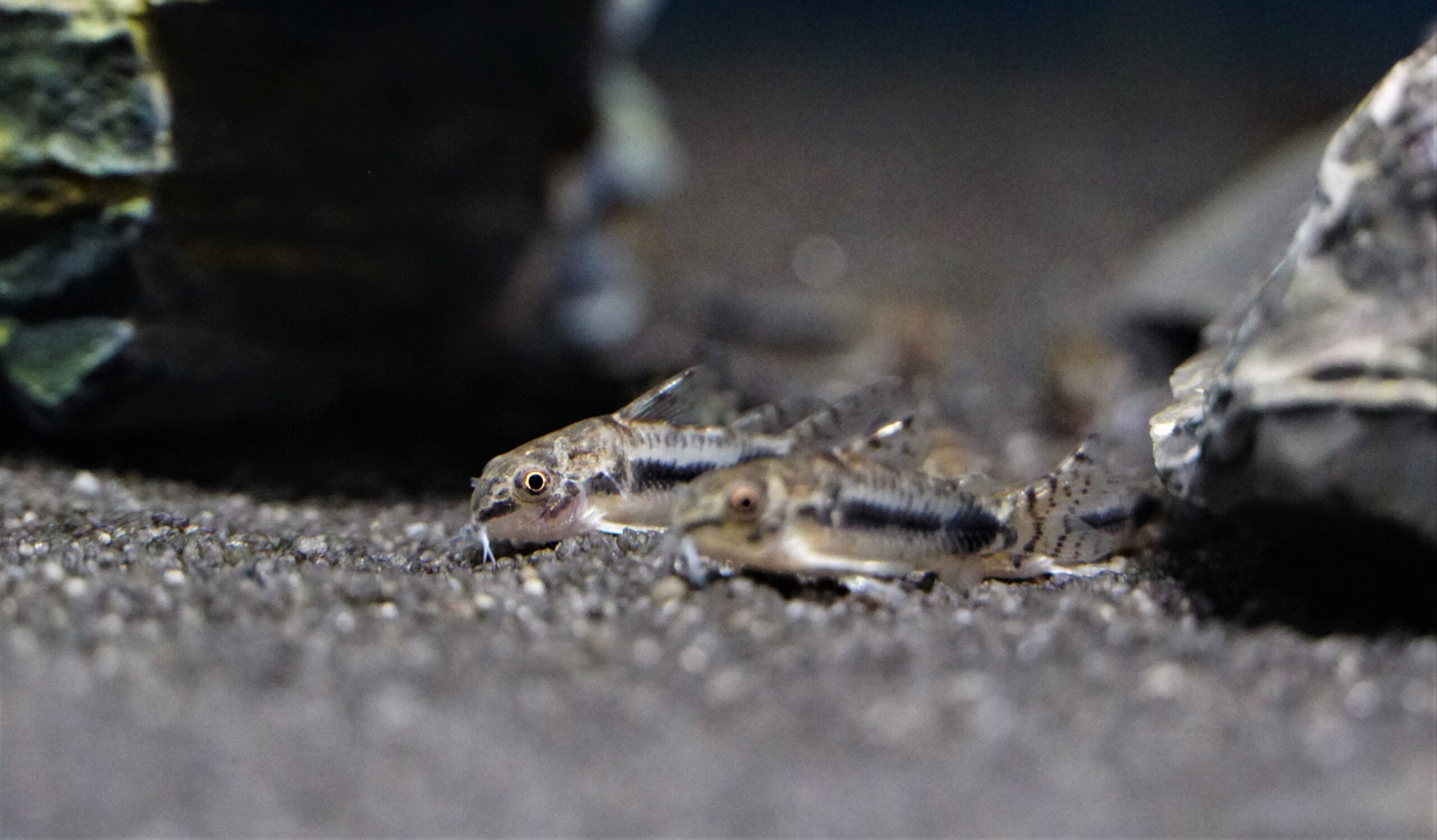 Corydoras Habrosus (3)
