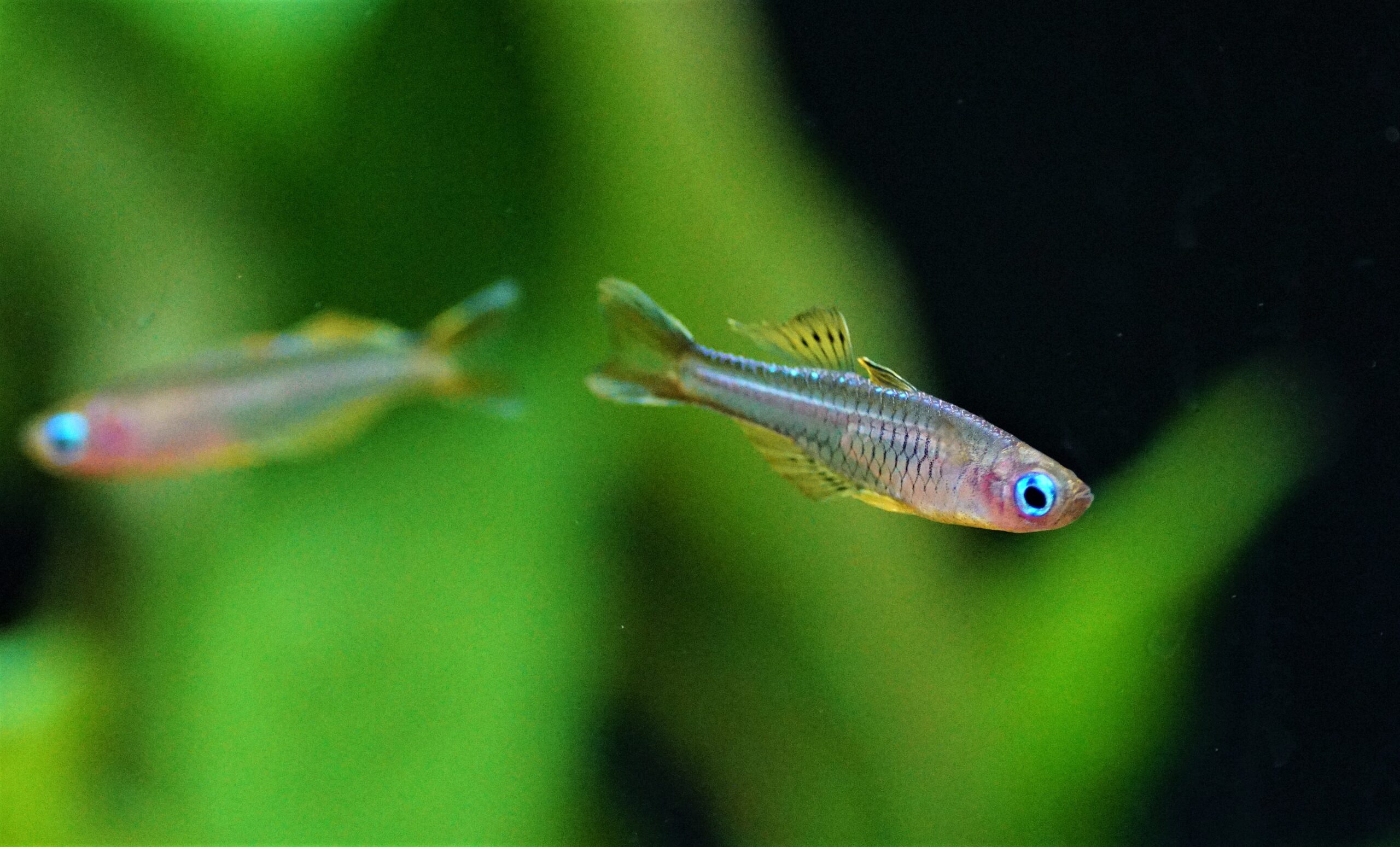 Pseudomugil ivantsoffi (2)