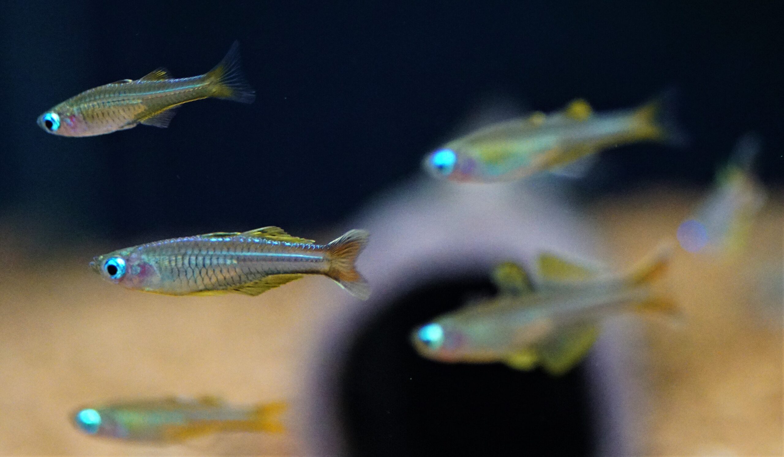 Pseudomugil ivantsoffi (4)