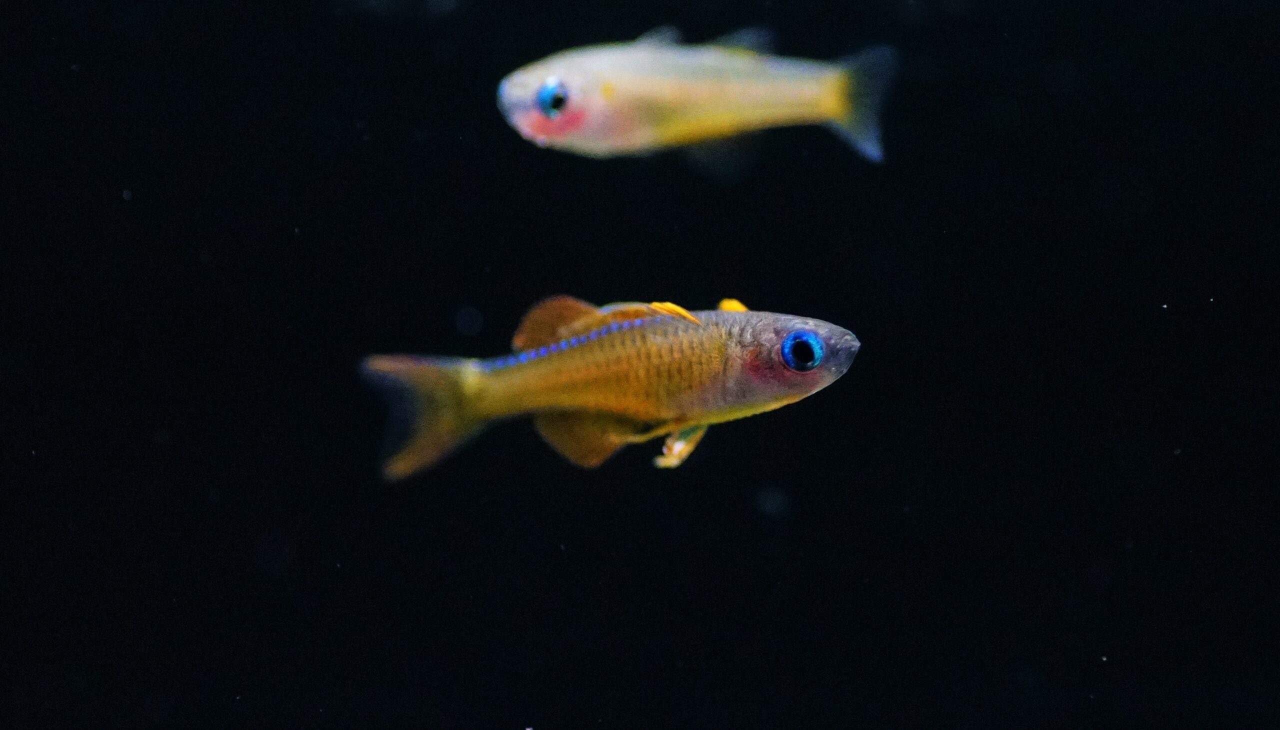 Pseudomugil luminatis red Neon (1)