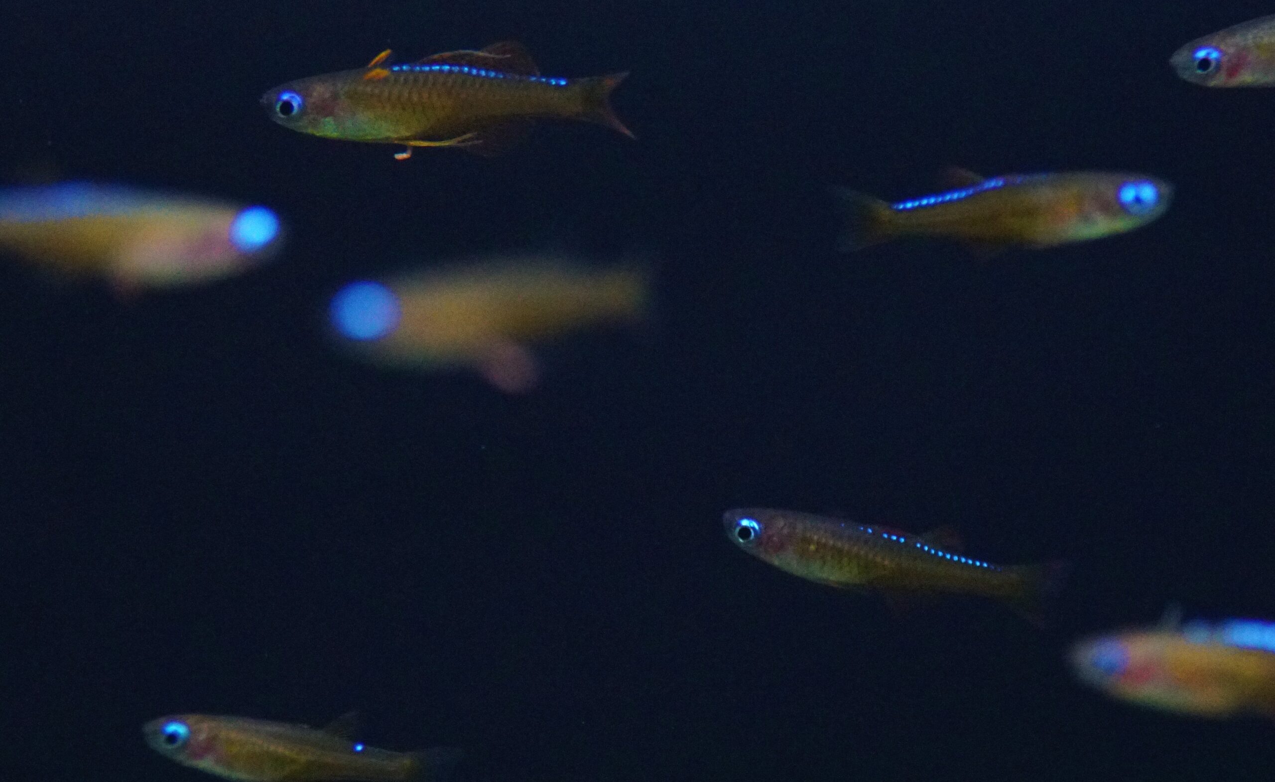 Pseudomugil luminatis red Neon (2)