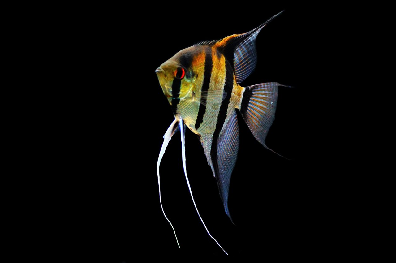 Skalar Rio Negro Braunrücken XL (1)