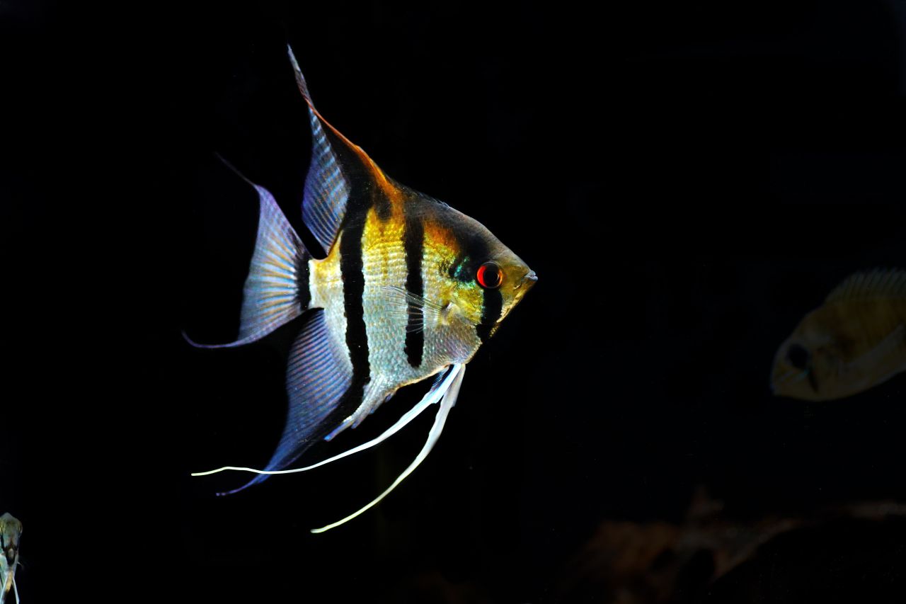 Skalar Rio Negro Braunrücken XL (2)