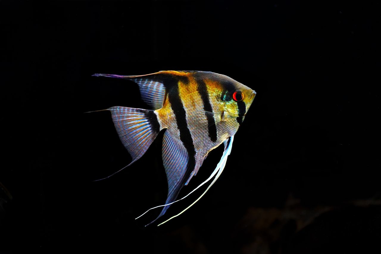 Skalar Rio Negro Braunrücken XL (3)