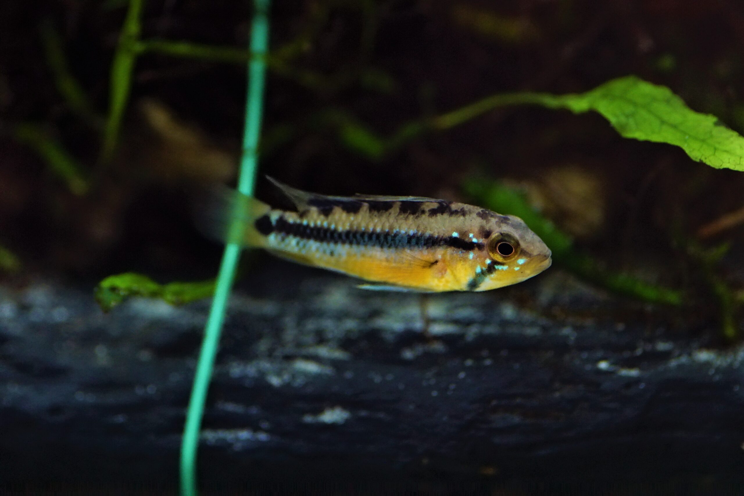 Apistogramma Atahualpa (1)