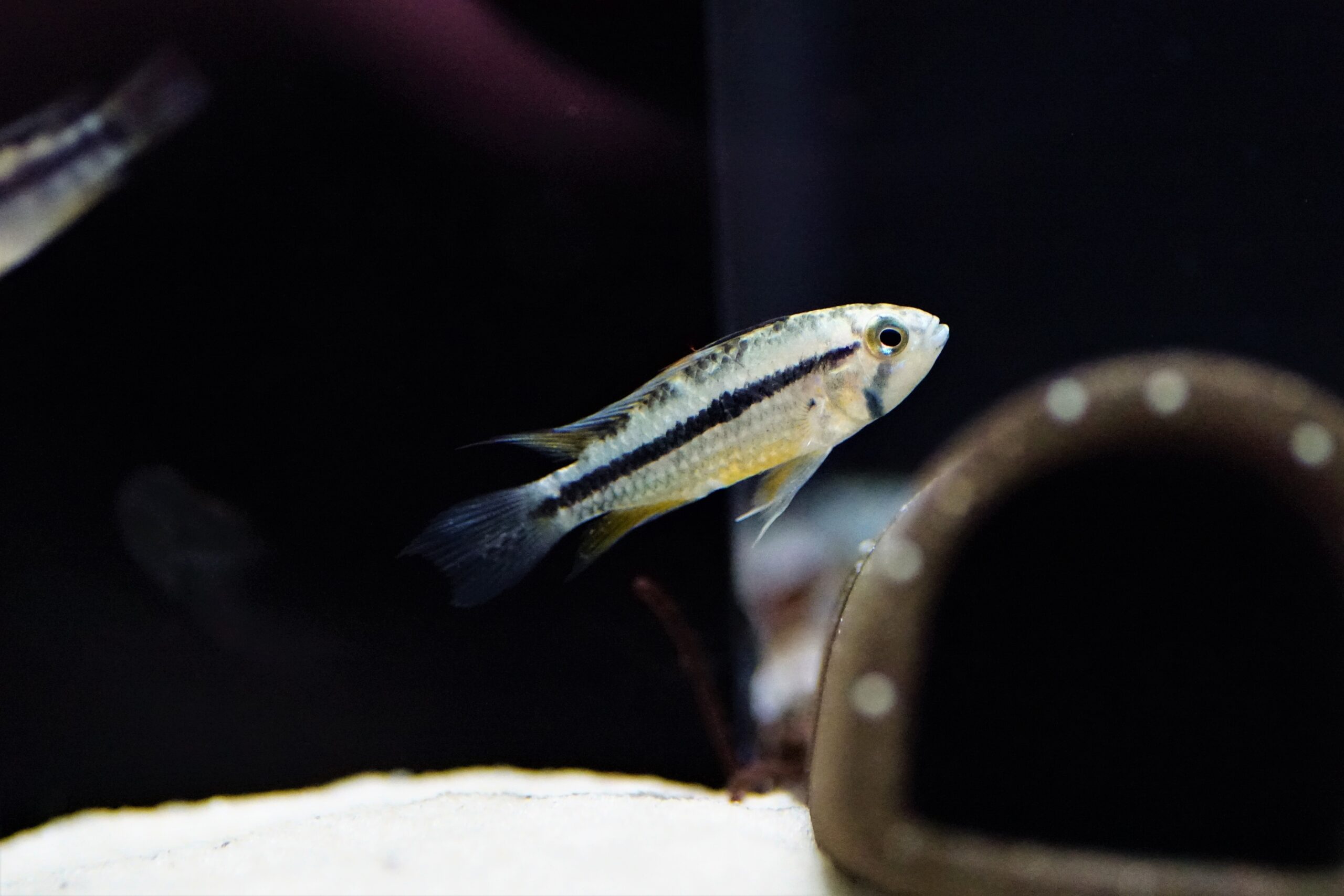 Apistogramma Atahualpa (2)