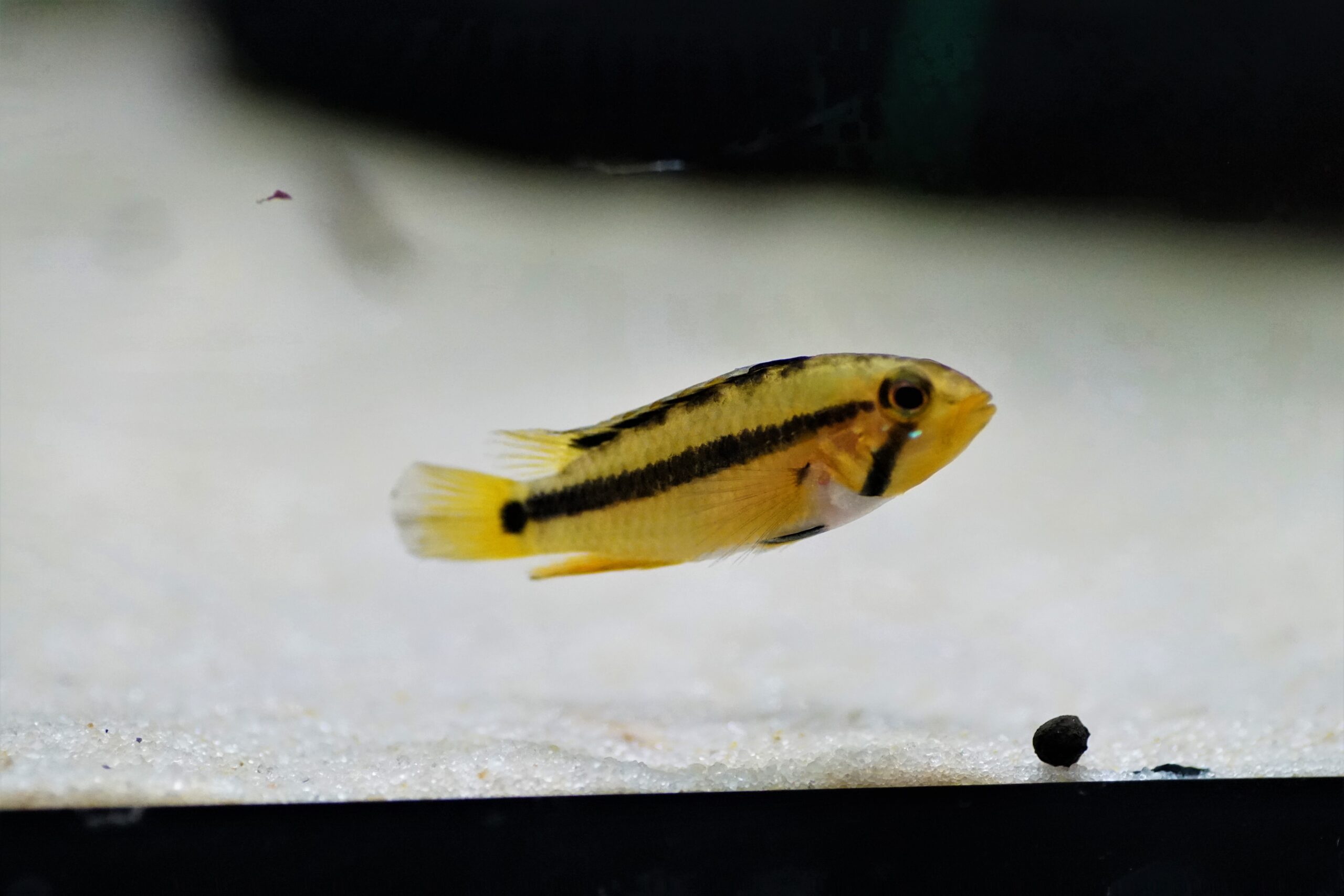 Apistogramma Atahualpa (3)