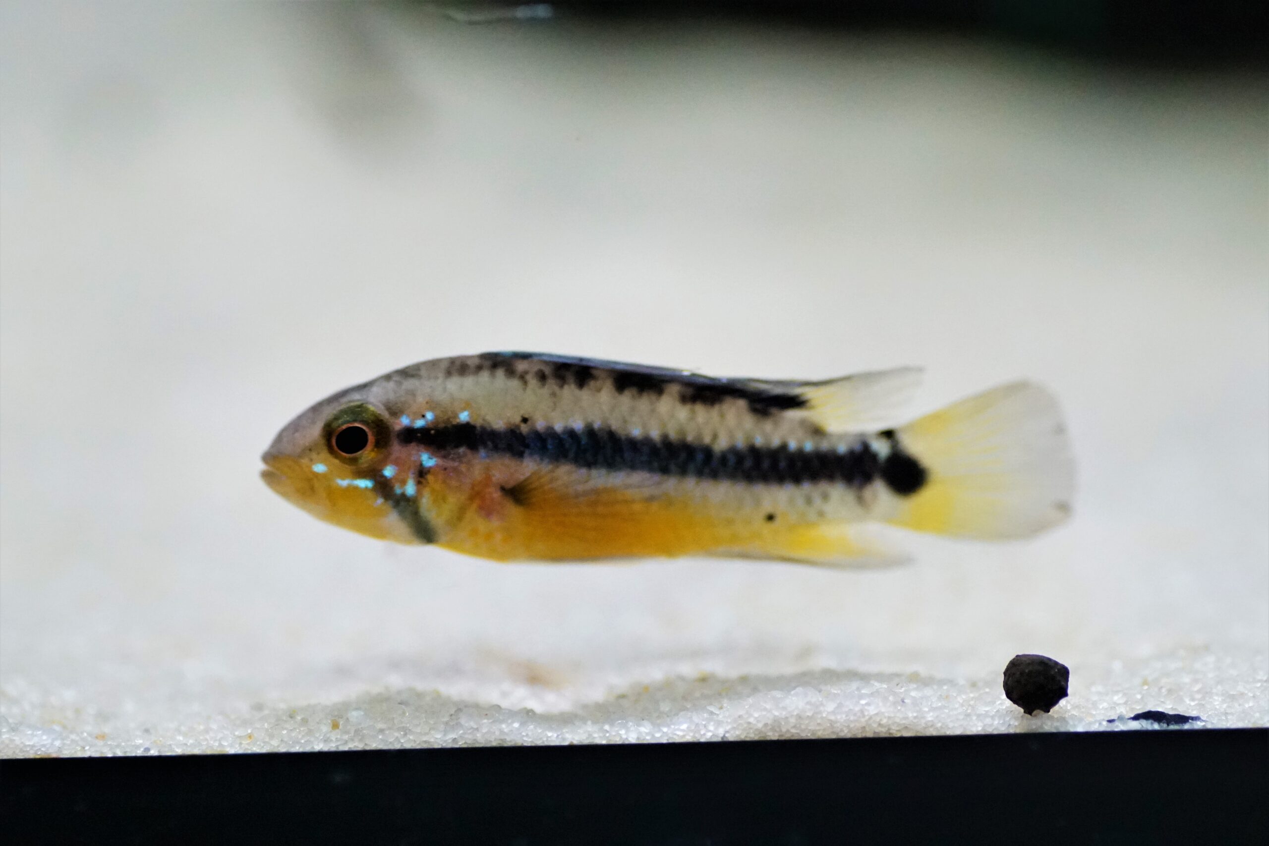 Apistogramma Atahualpa (4)