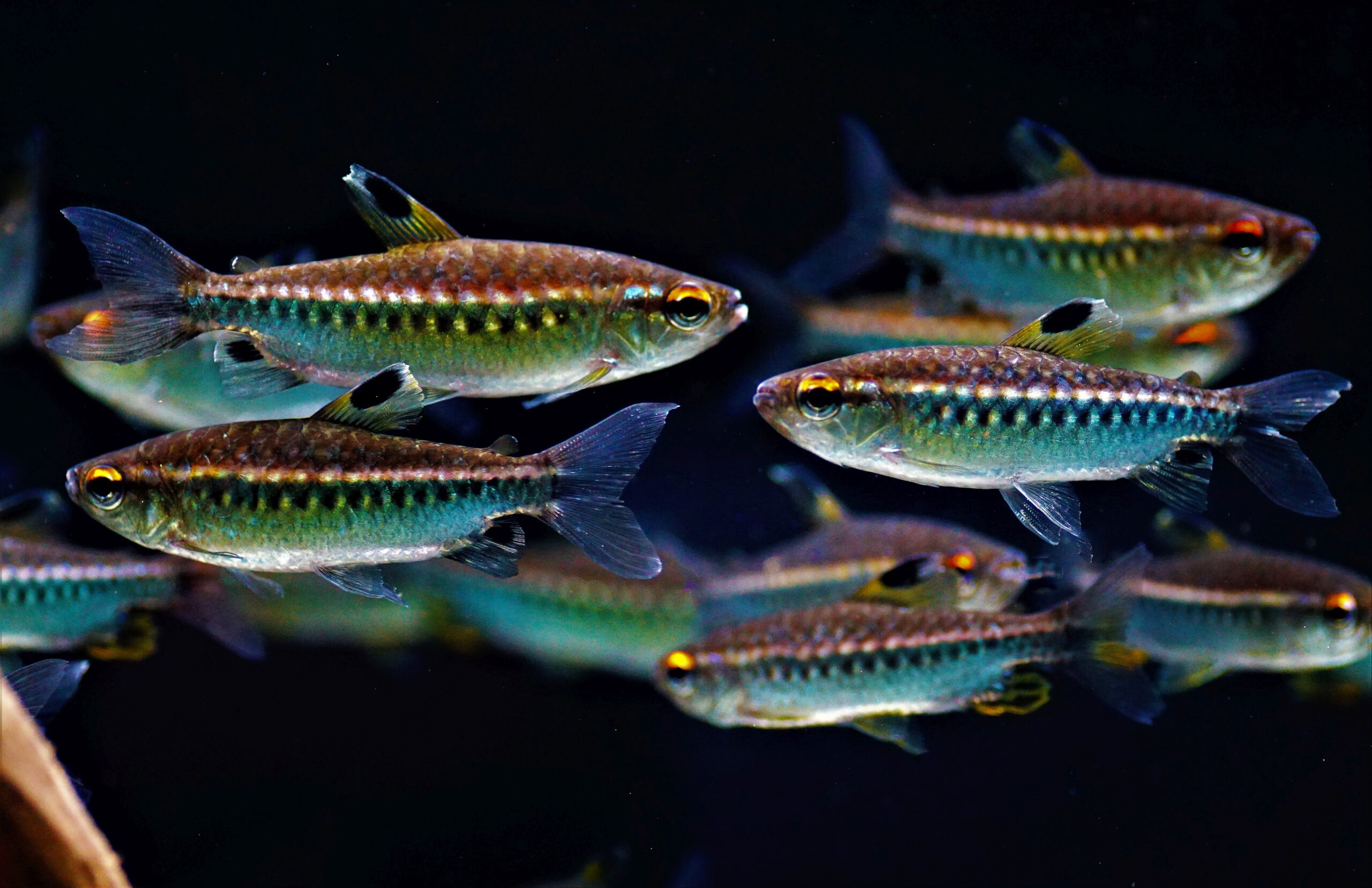 Arnoldichtys spilopterus (1)