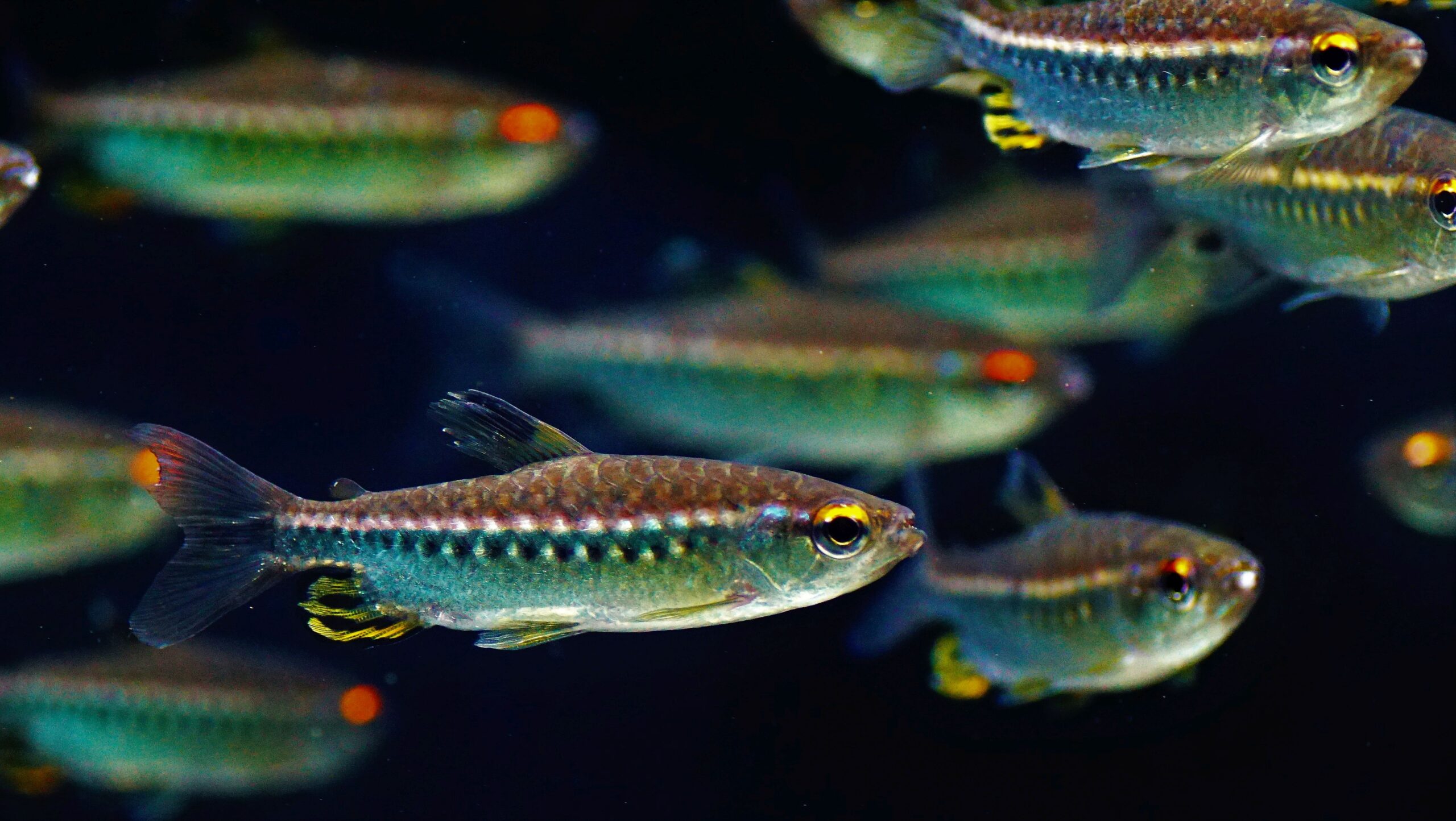 Arnoldichtys spilopterus (2)