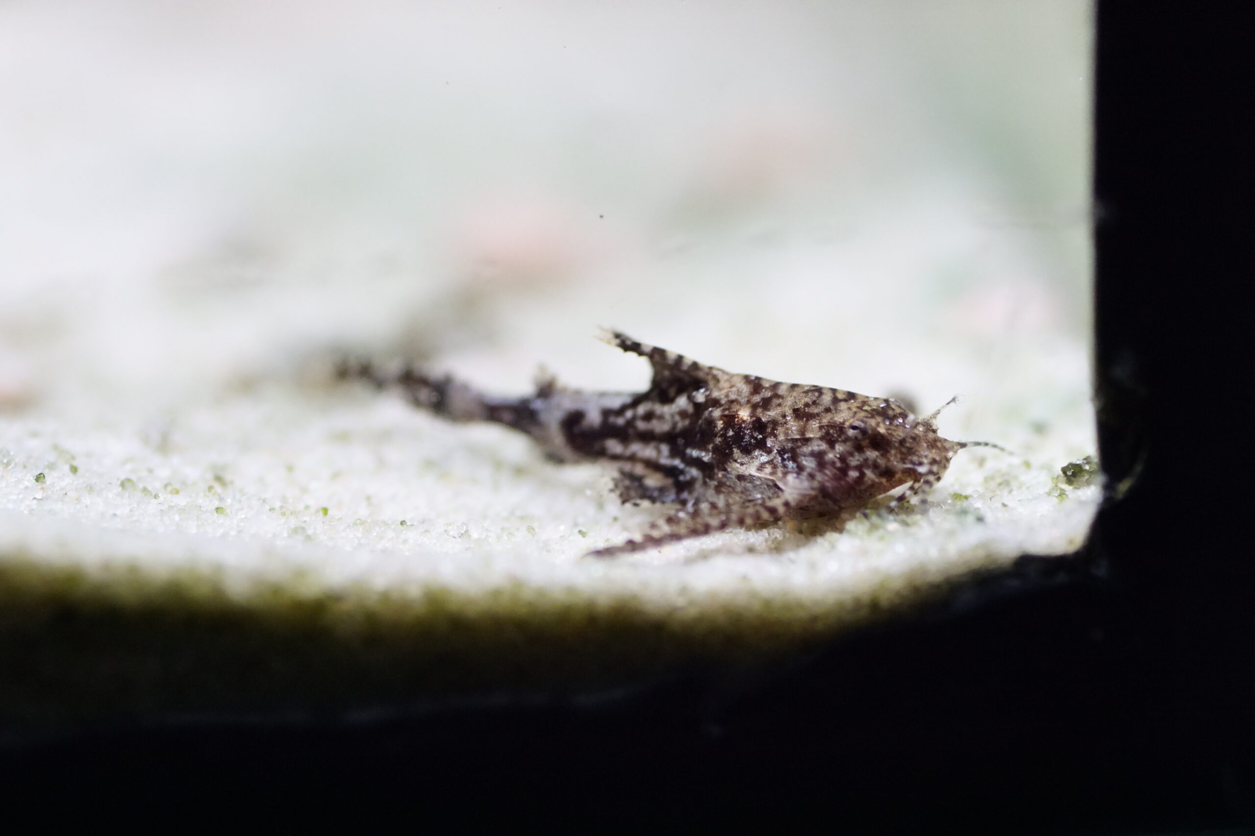 Deltaflügelwels (2)