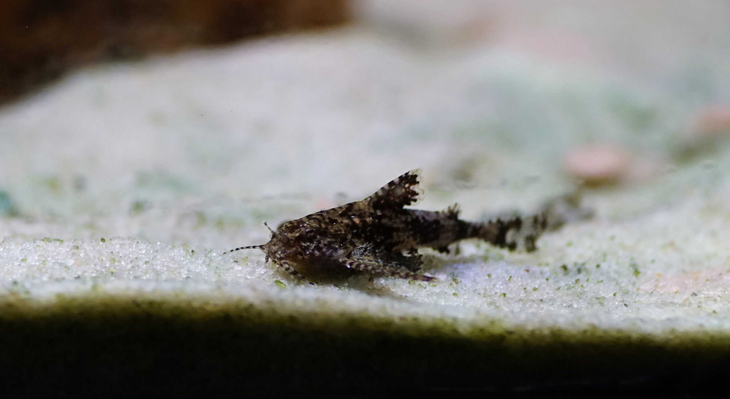 Deltaflügelwels (3)