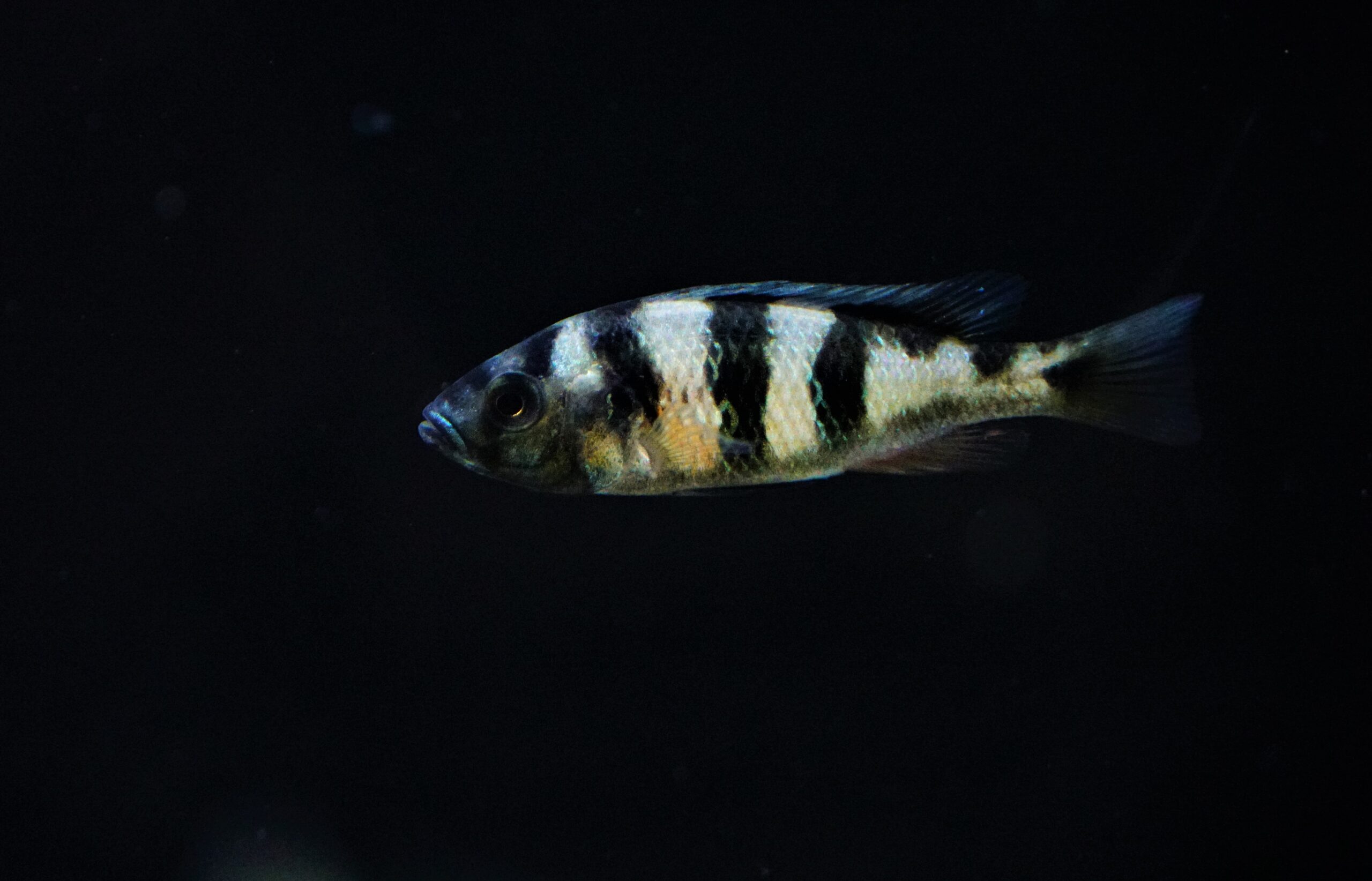 Haplochromis obliquidens (1)