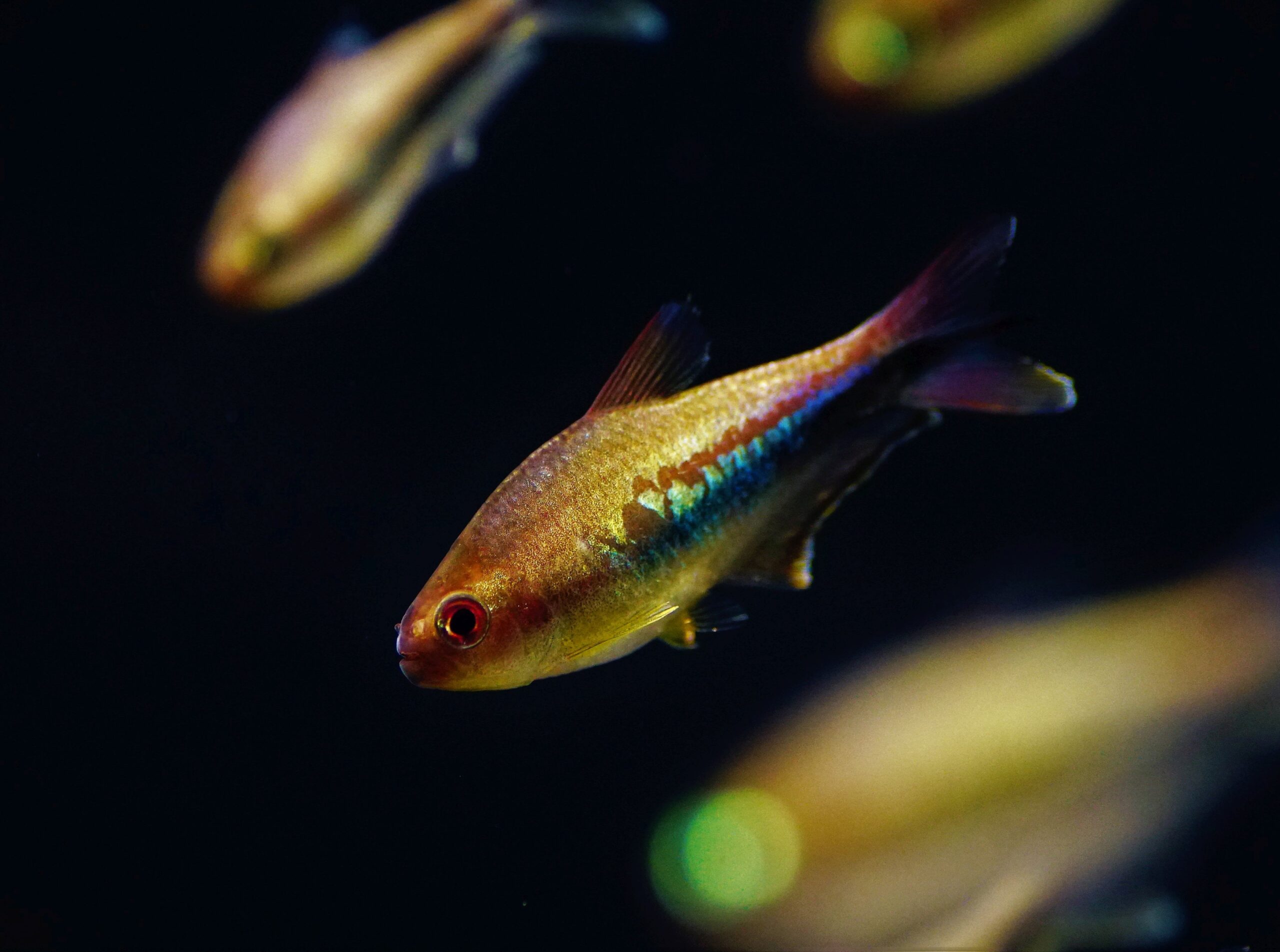 Nematobrycon lacortei