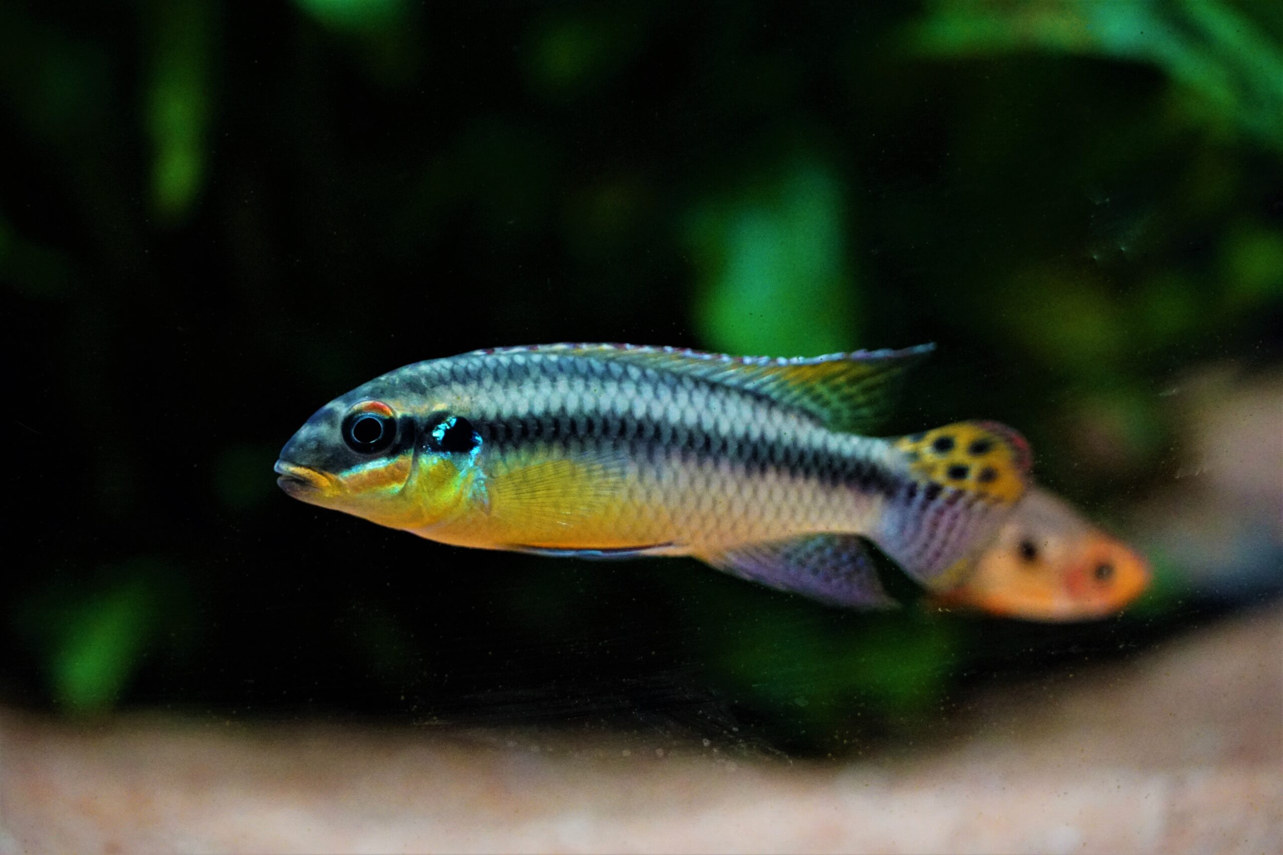 Pelvicachromis taeniatus Moliwe (1)