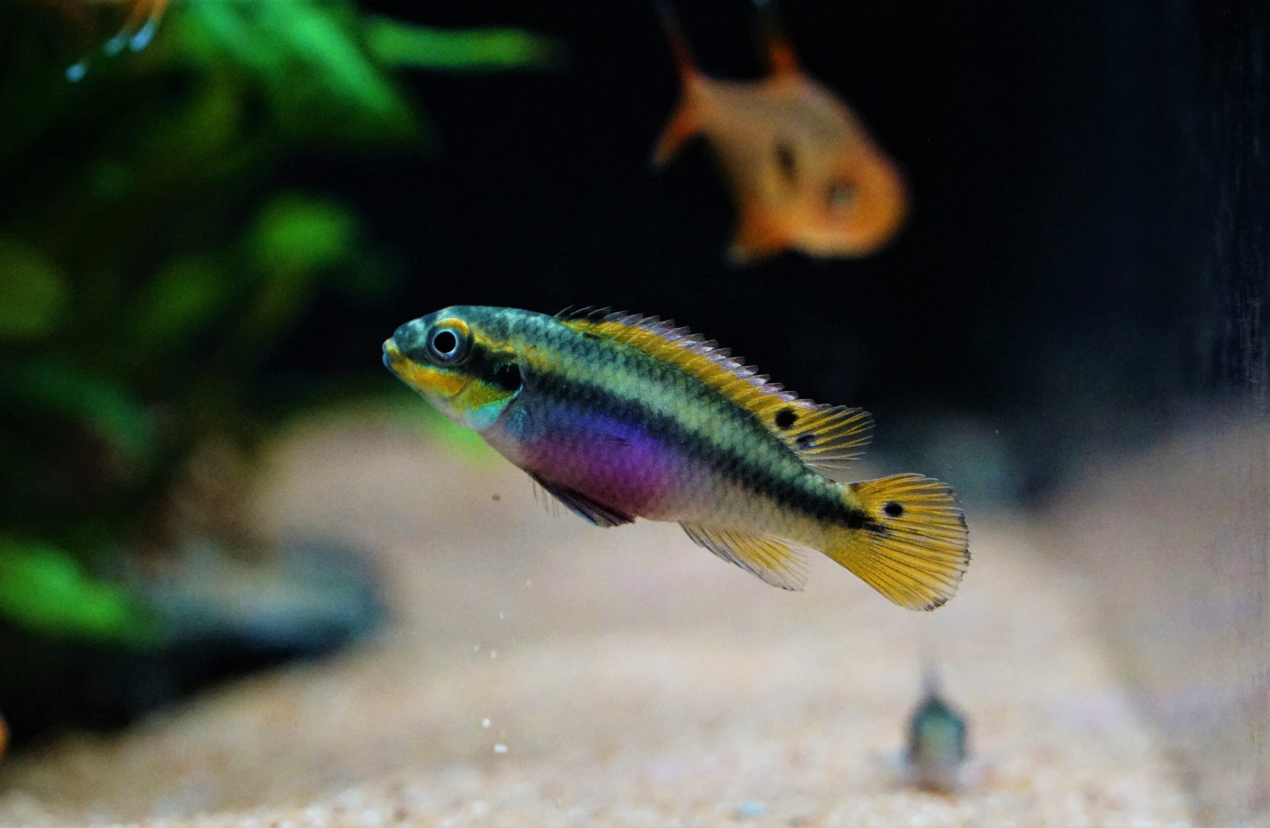 Pelvicachromis taeniatus Moliwe (4)