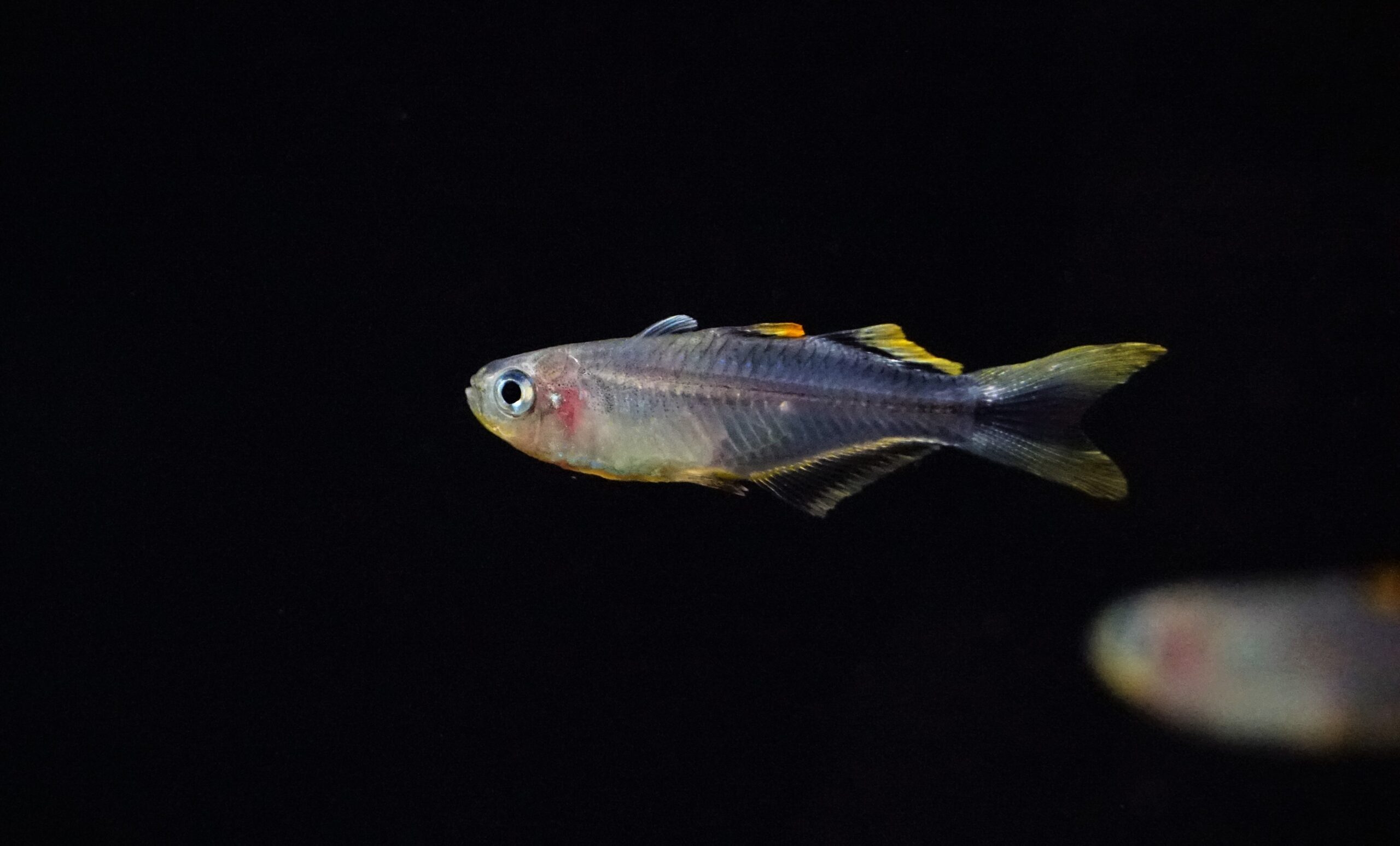 Pseudomugil connieae (1)