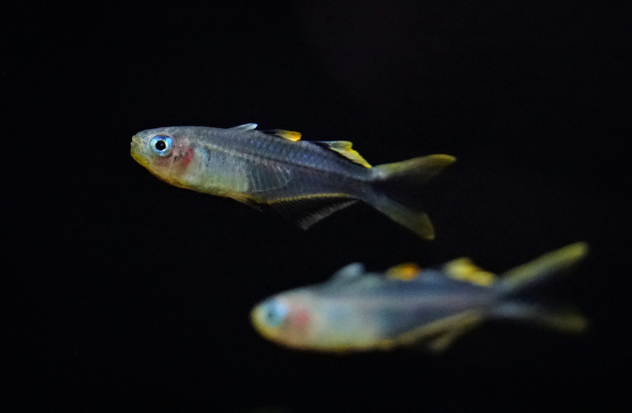 Pseudomugil connieae (2)