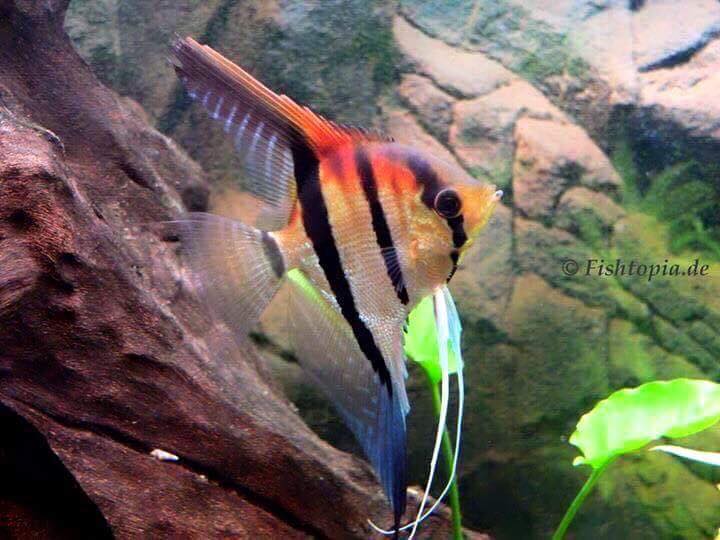 Pt. scalare manacapuru (10)