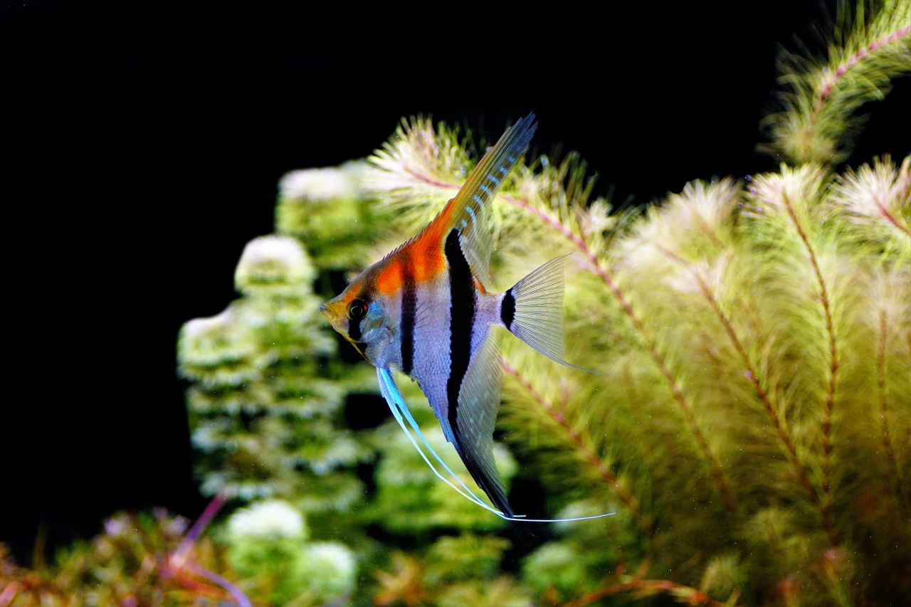 Pterophyllum scalare Manacapuru Rotrücken medium (1)