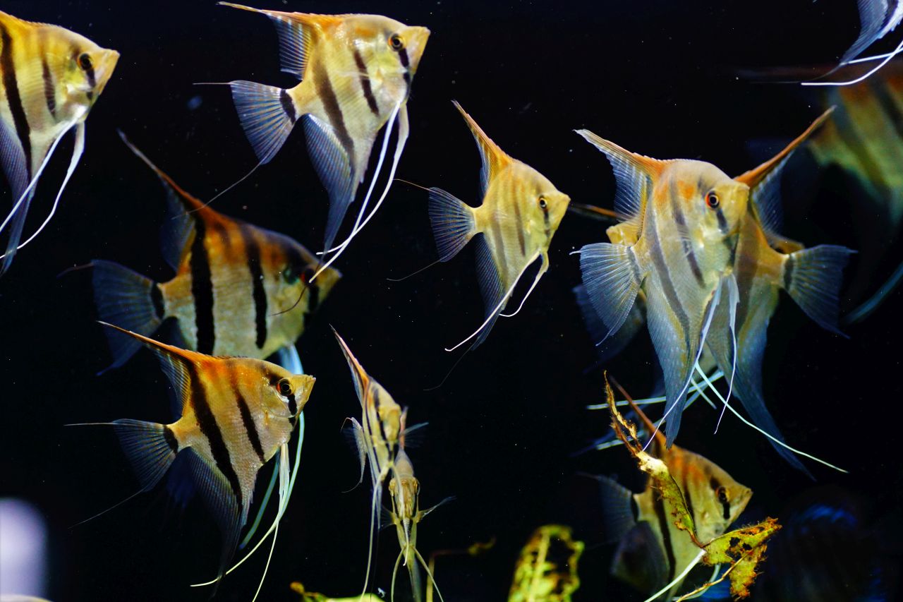 Pterophyllum scalare Manacapuru Rotrücken mix