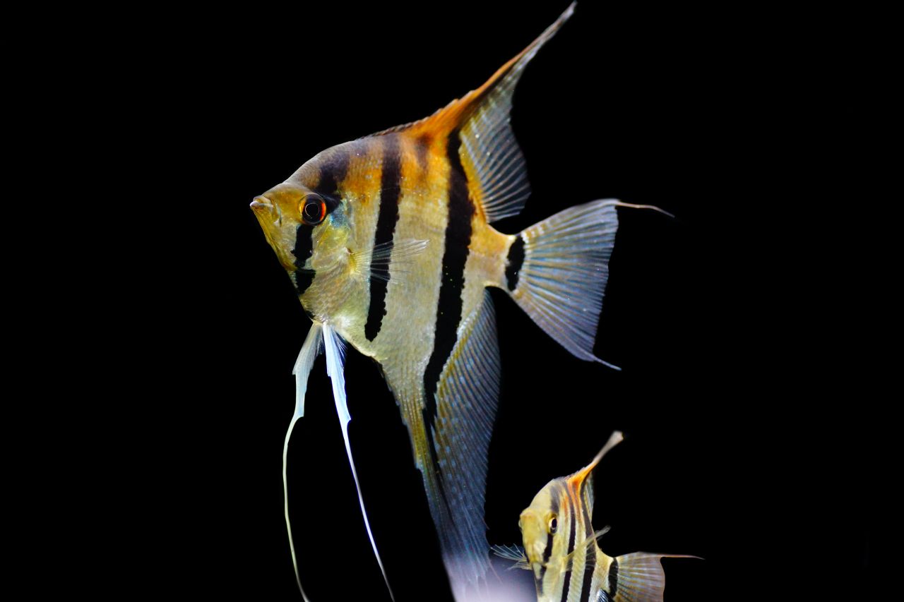 Pterophyllum scalare manacapuru Rotrücken Groß