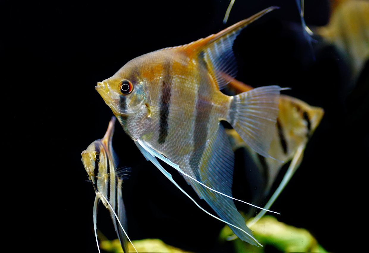Pterophyllum scalare manacapuru Rotrücken groß (3)