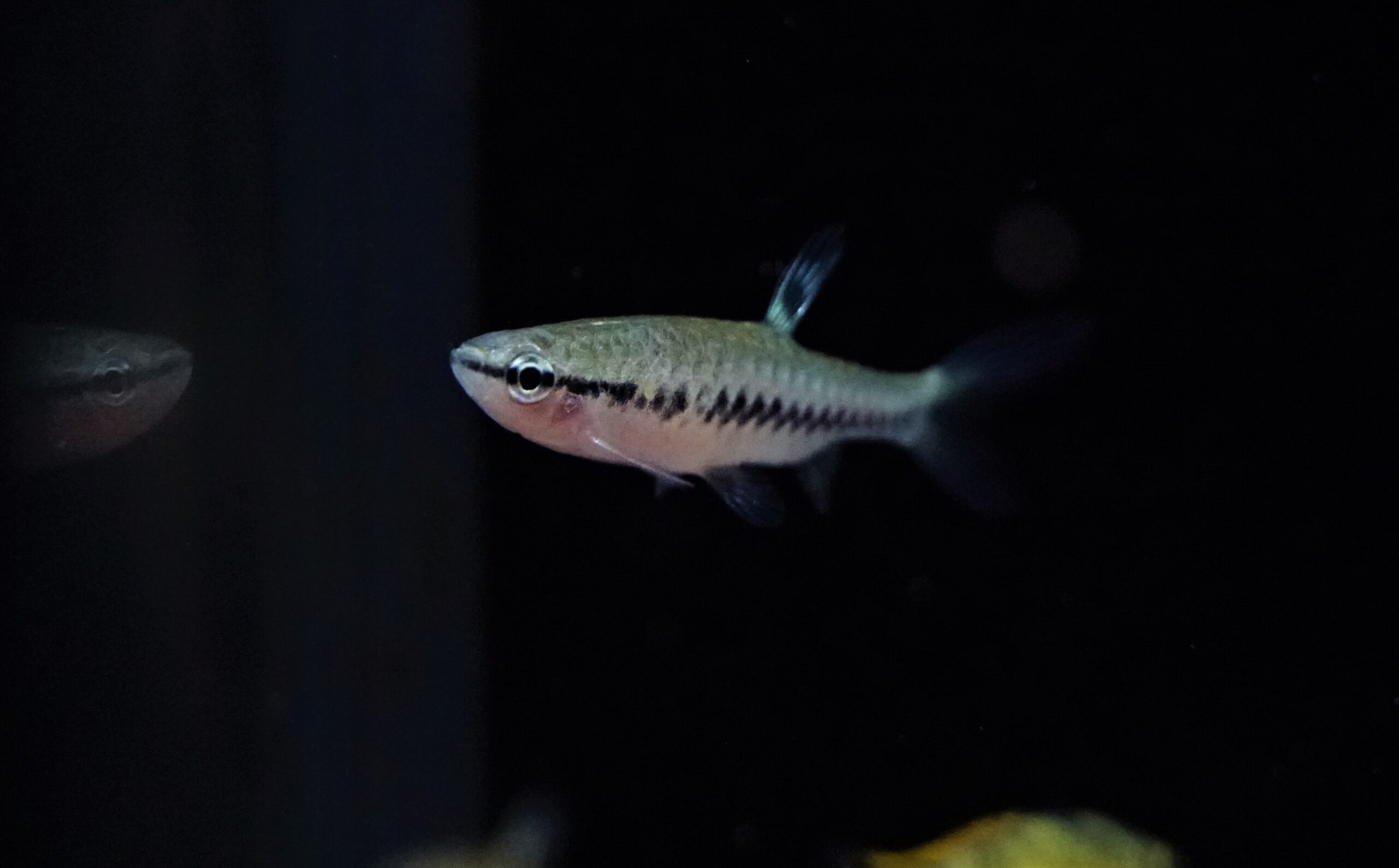 Pyrrhulina laeta (1)