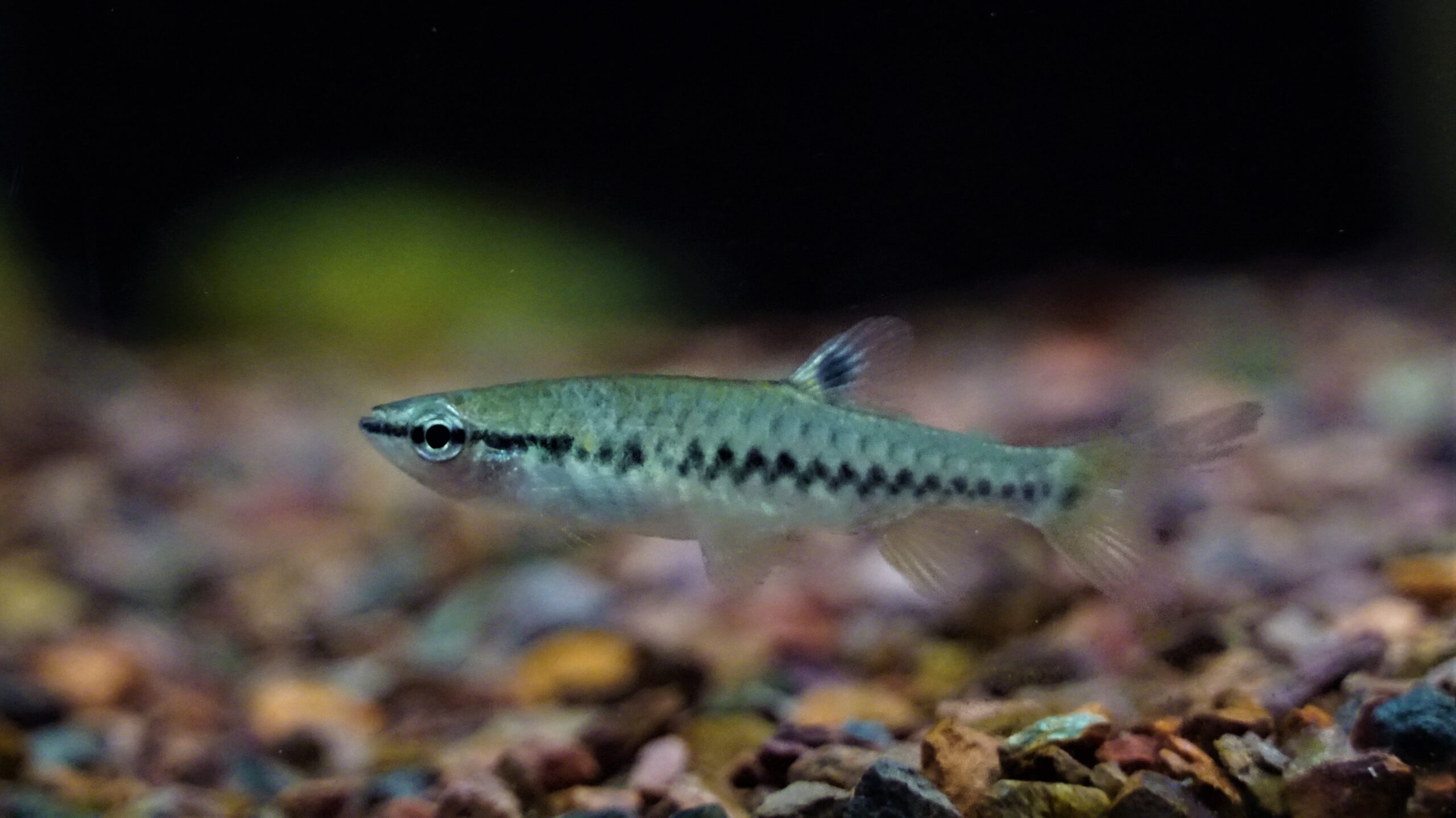 Pyrrhulina laeta (3)