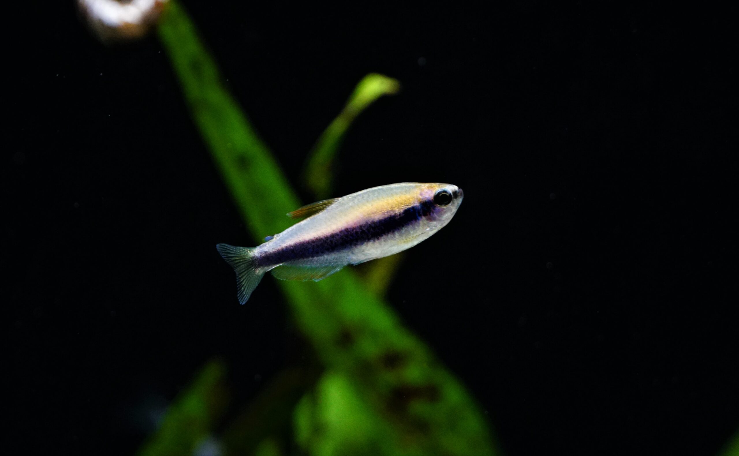 inpaichthys kerri (1)