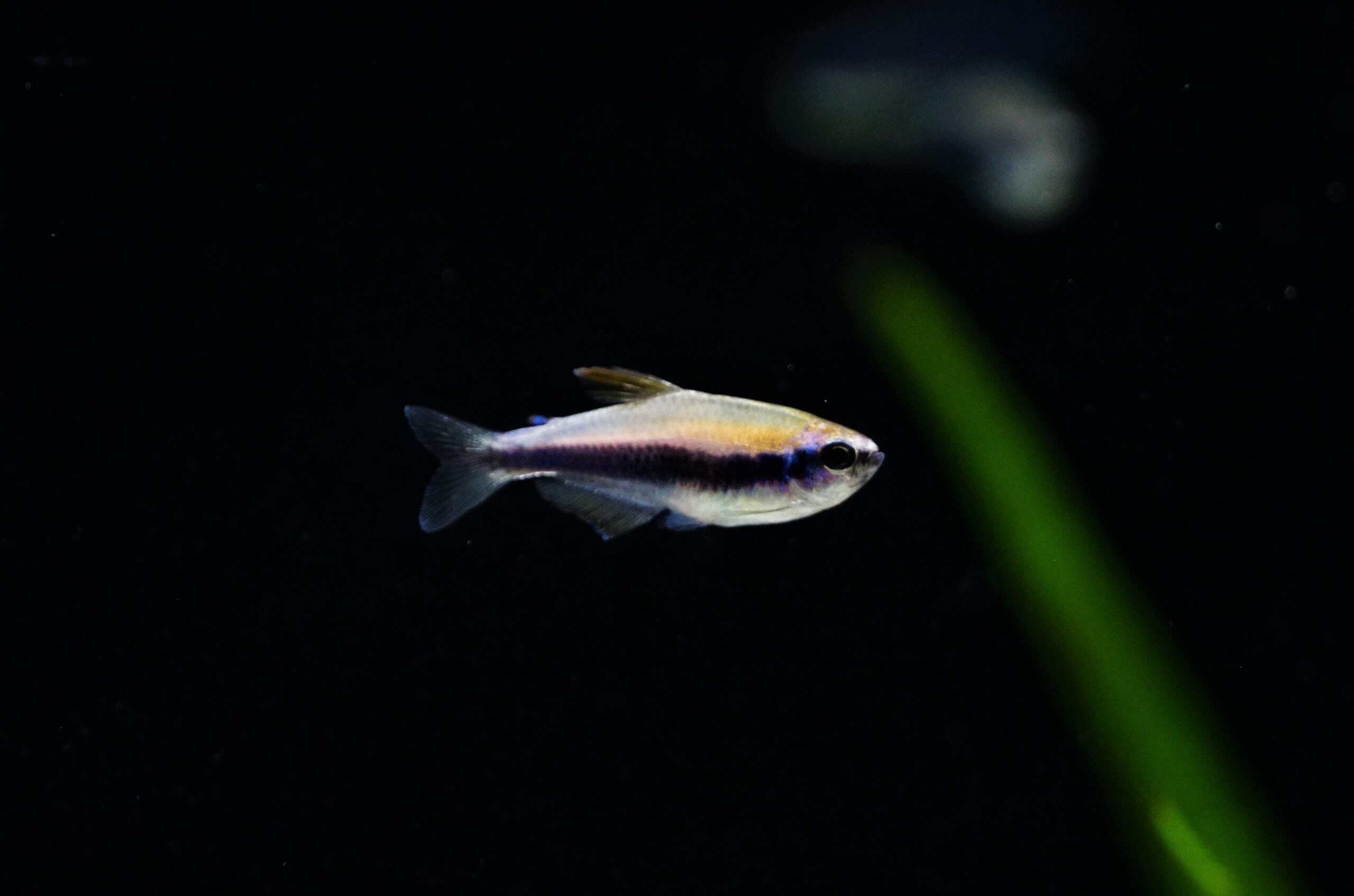 inpaichthys kerri (3)