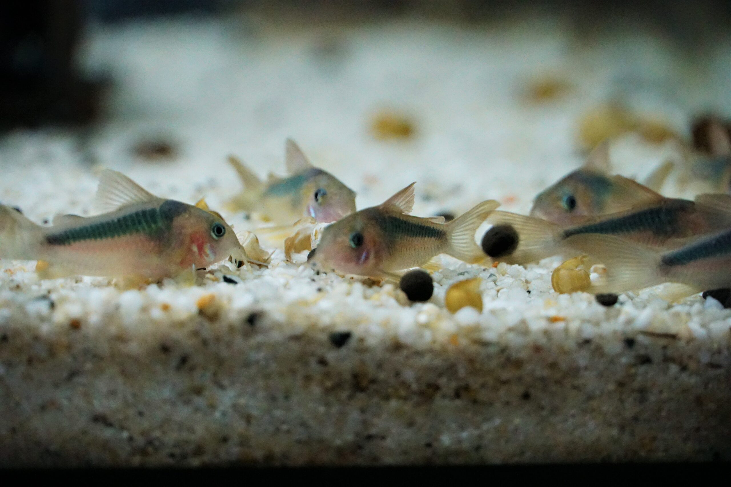 Corydoras rabauti (1)
