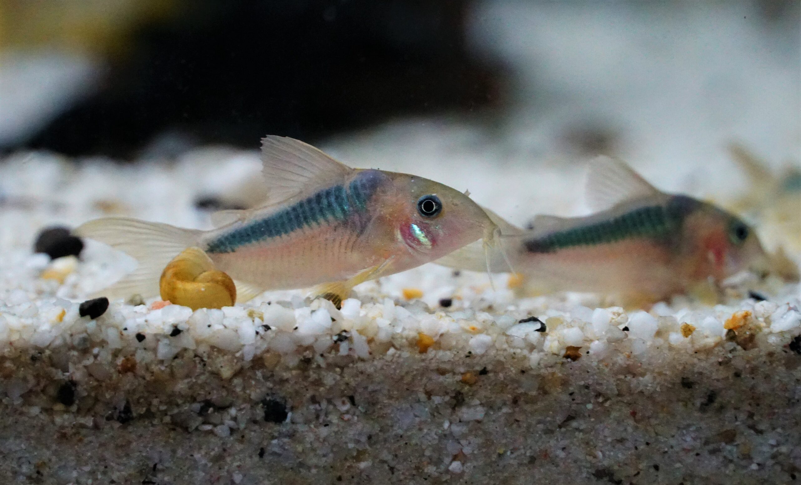 Corydoras rabauti (2)