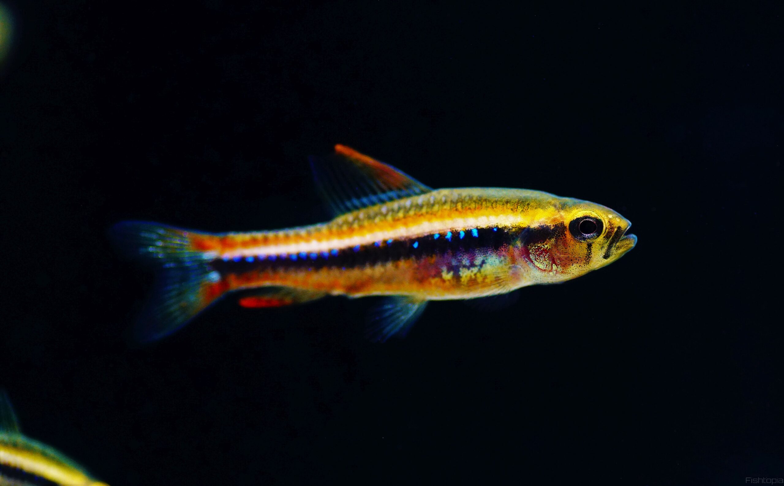 Poecilocharax weitzmani 1