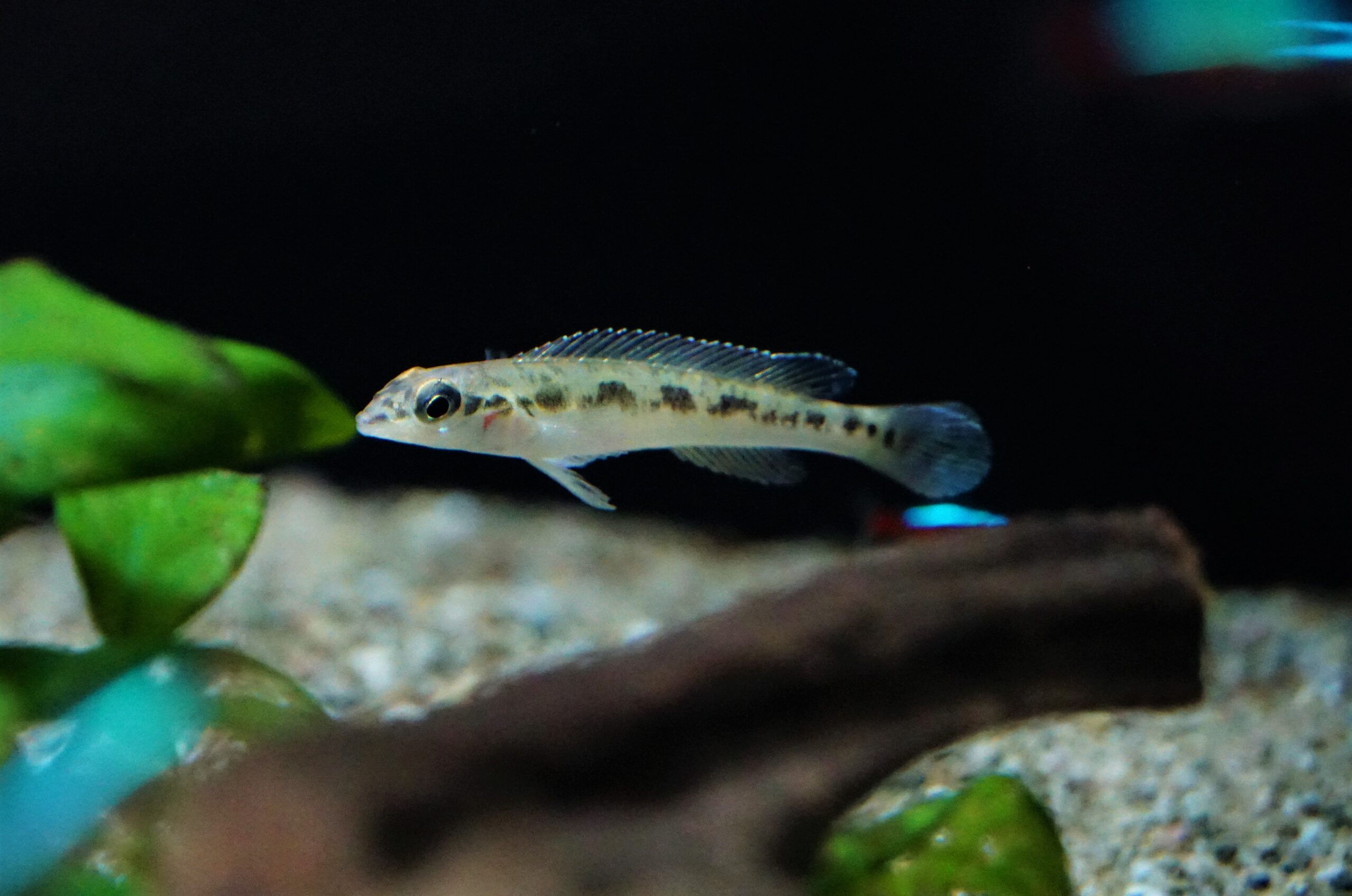 Teleocichla sp. Xingu 3 (2)