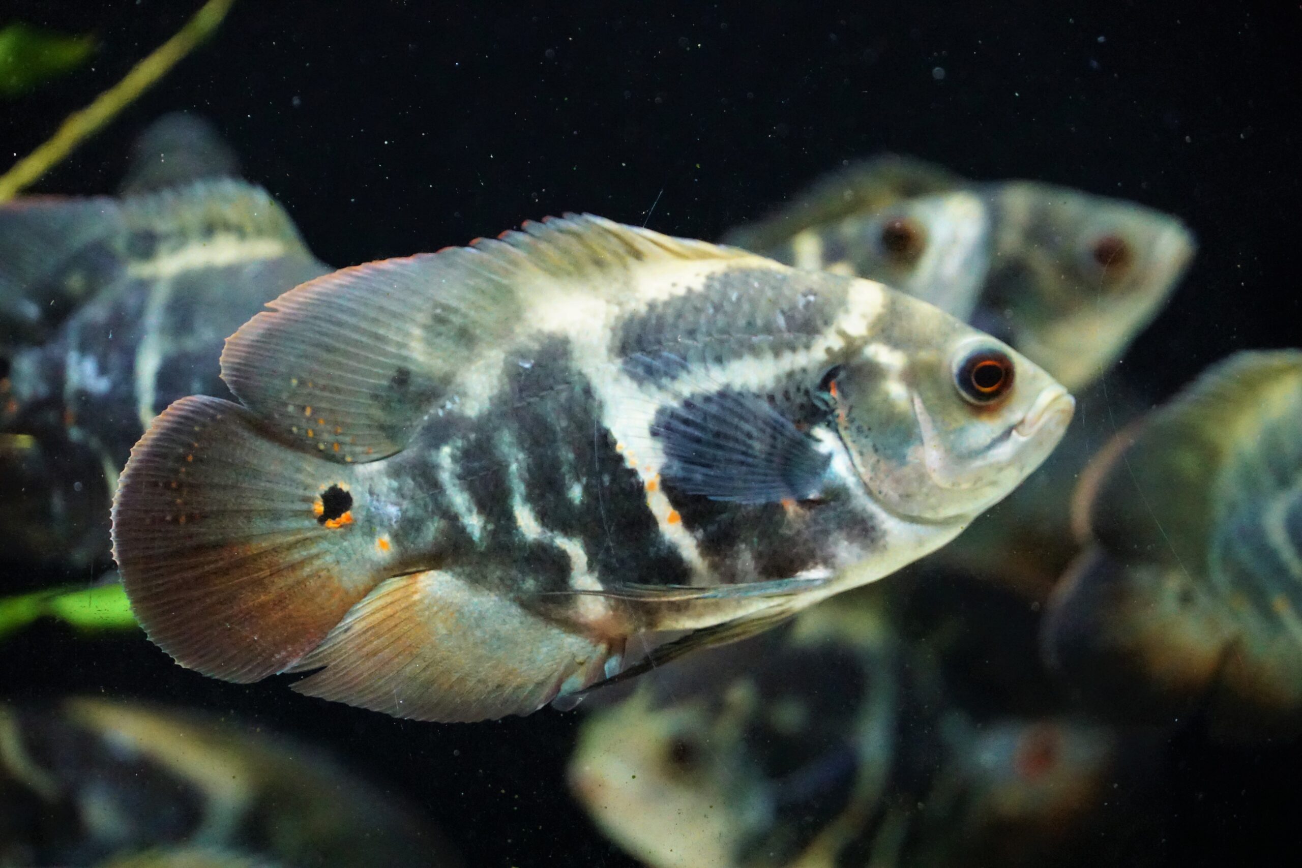 Astronotus Bahia Red (3)