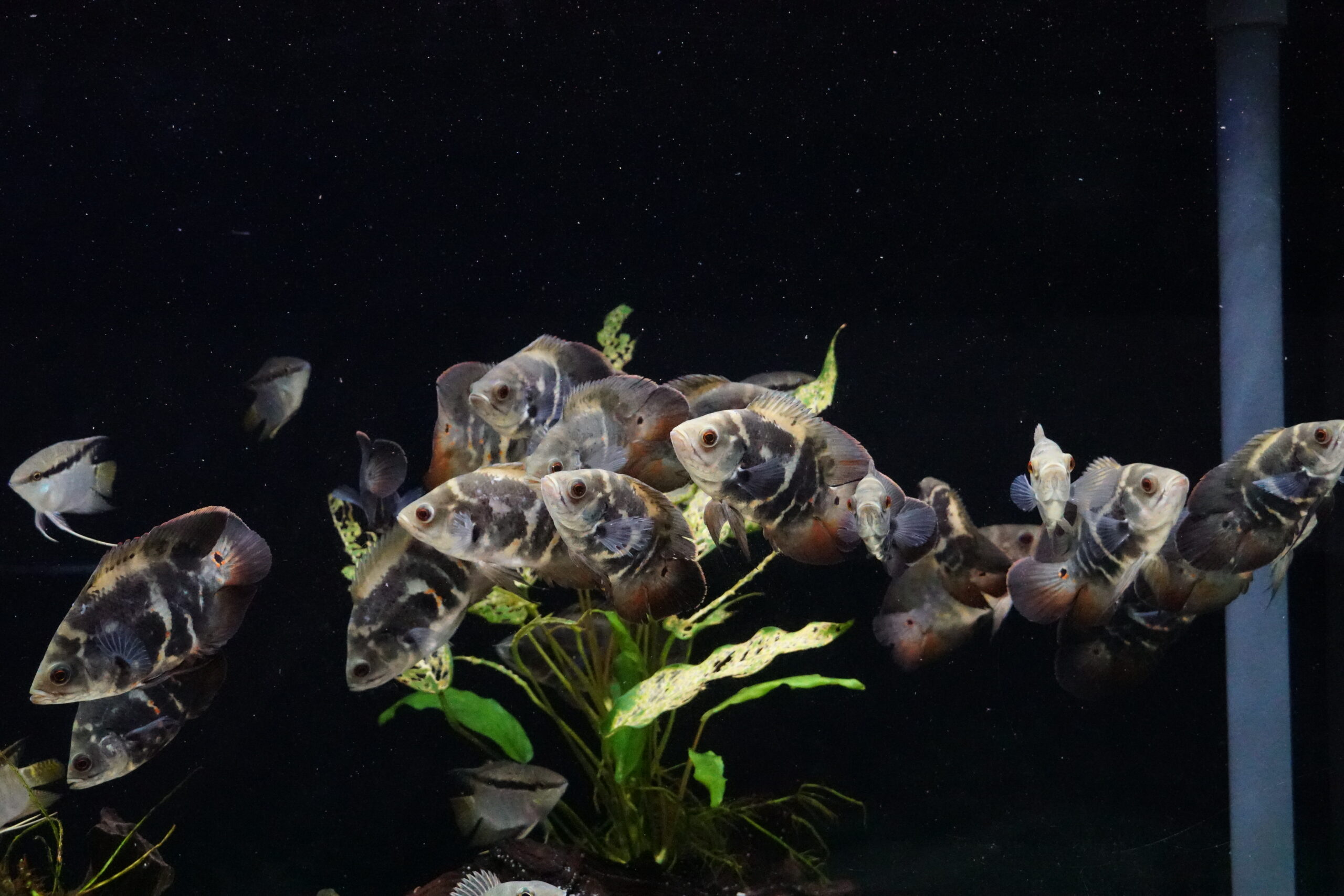 Astronotus Bahia Red (4)