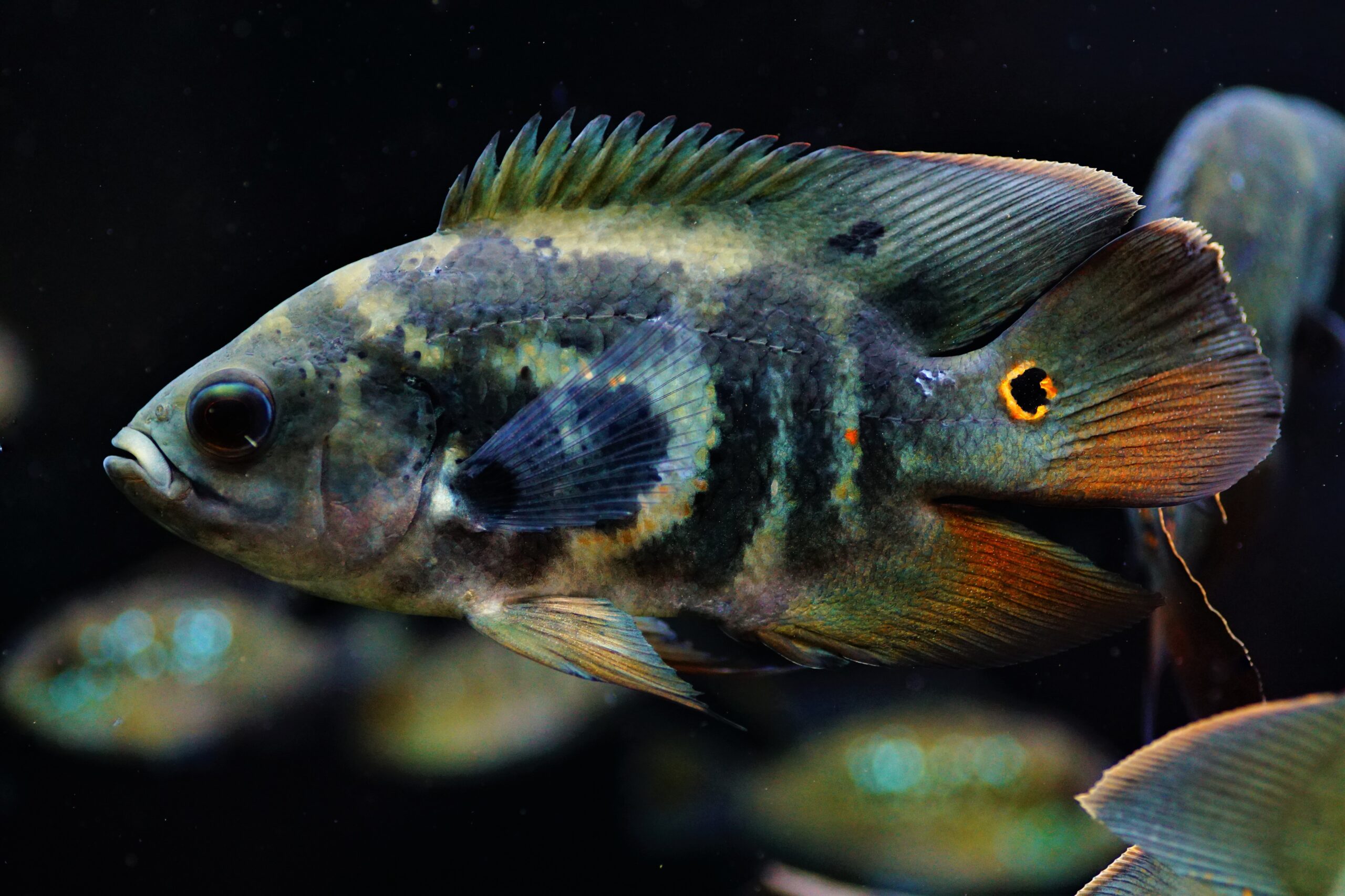 Astronotus Bahia Red