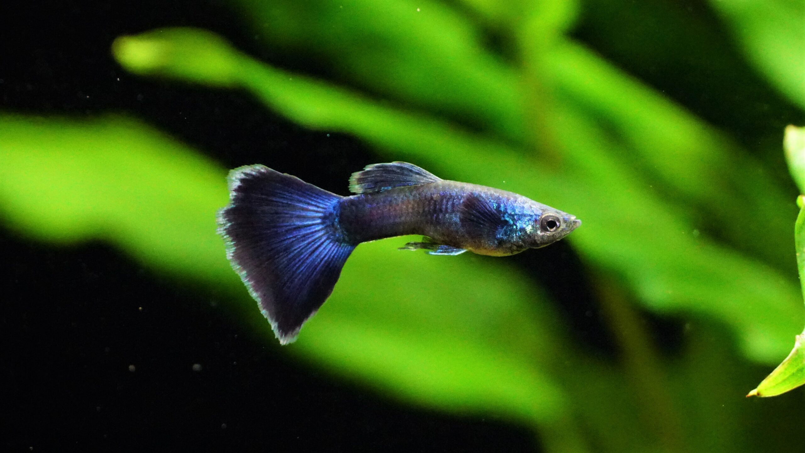 Guppy Blue Moskau (1)